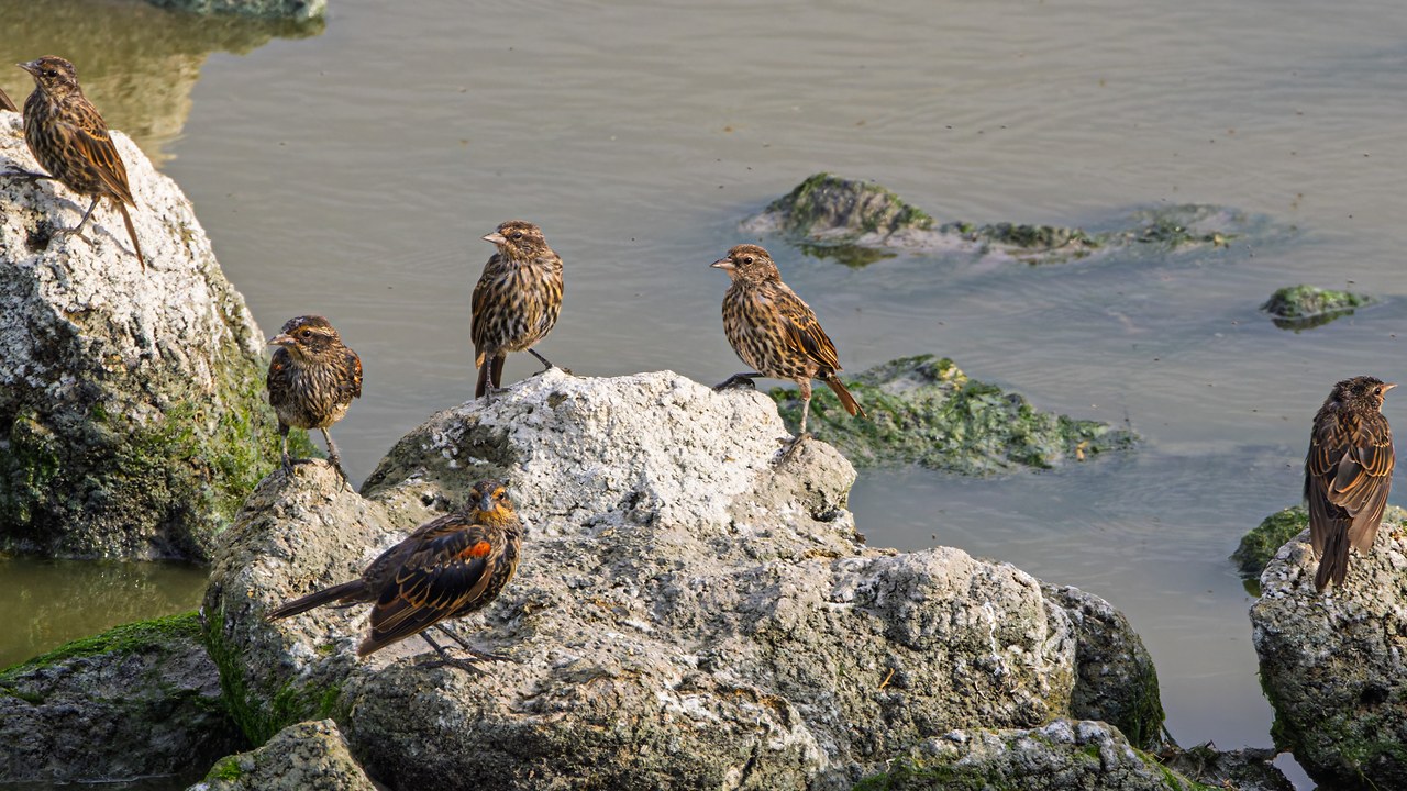 Juvenile Red-winged Blackbirds gathered on pale shoreline rocks at Antelope Island
