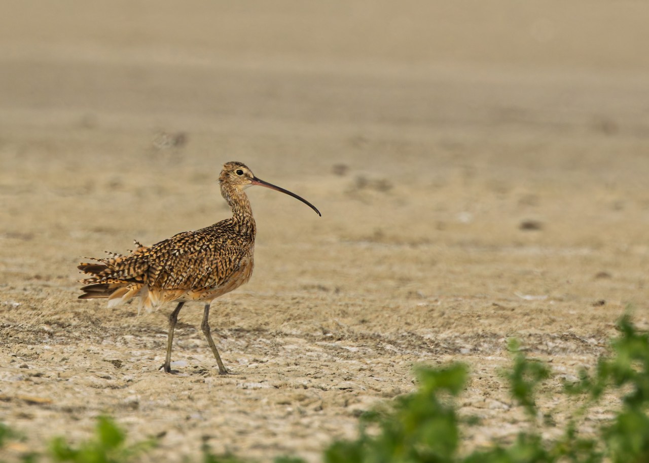 Long-billed Curlew walking across pale Great Salt Lake shoreline habitat at Antelope Island