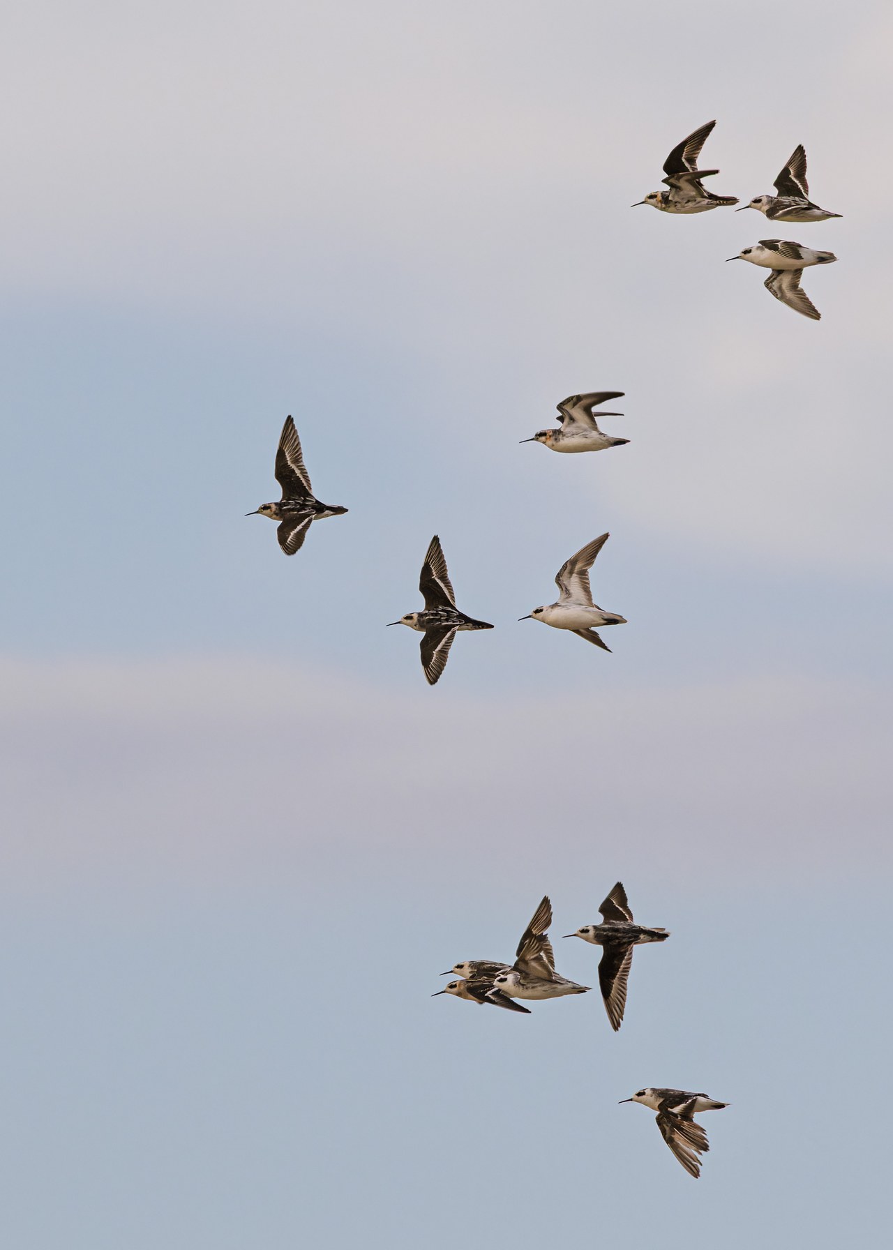 A flock of red-necked phalaropes flying high over Antelope Island during late-summer migration