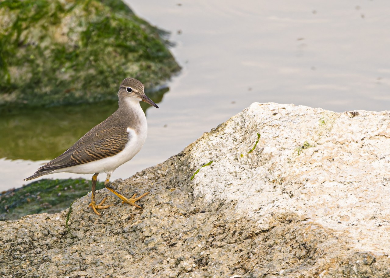 Spotted Sandpiper standing on a shoreline rock beside shallow water at Antelope Island