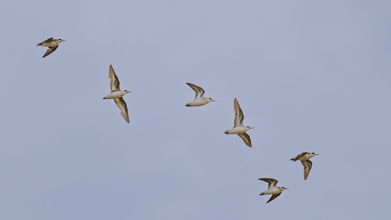 A flock of phalaropes flying across a pale evening sky at Antelope Island State Park in Utah