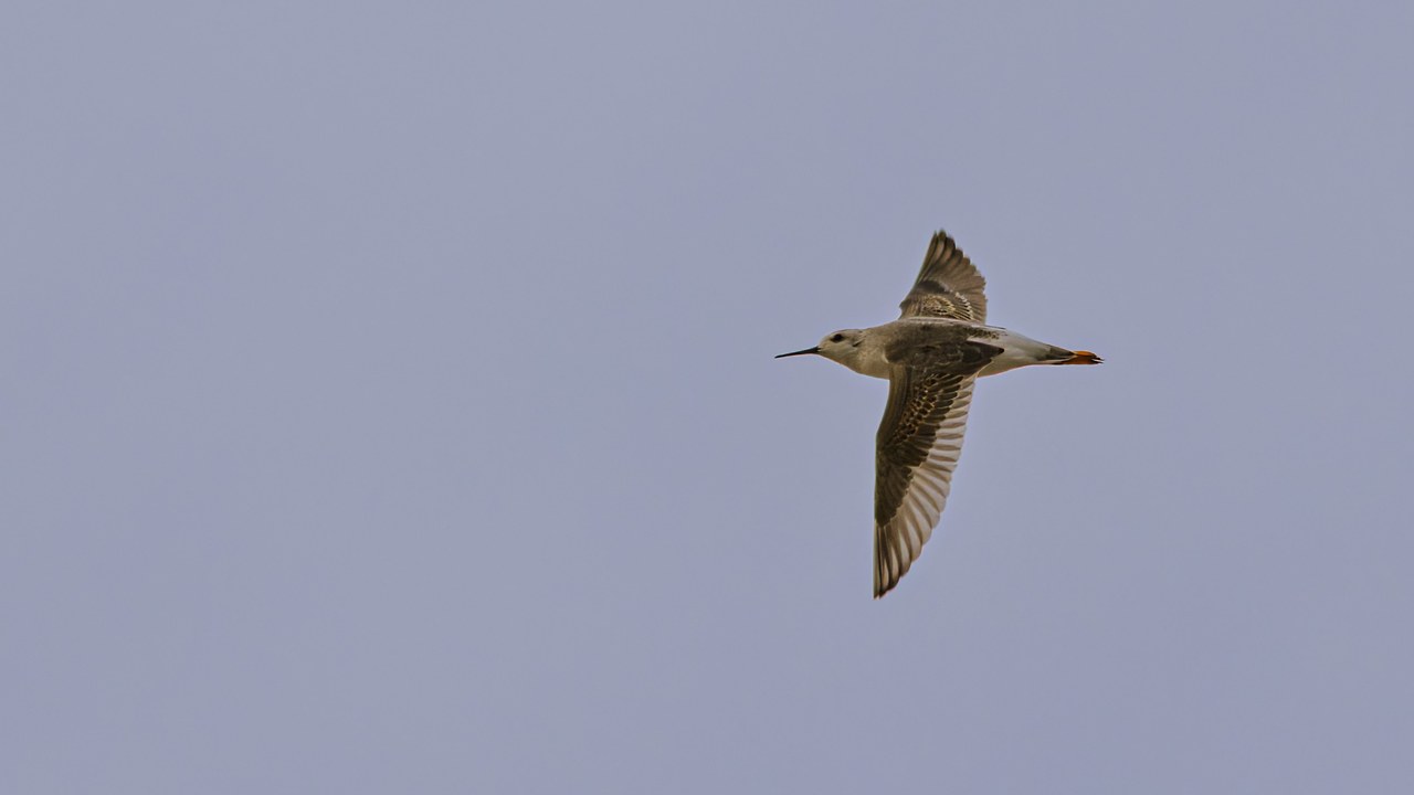 Wilson's Phalarope flying against a pale evening sky at Antelope Island