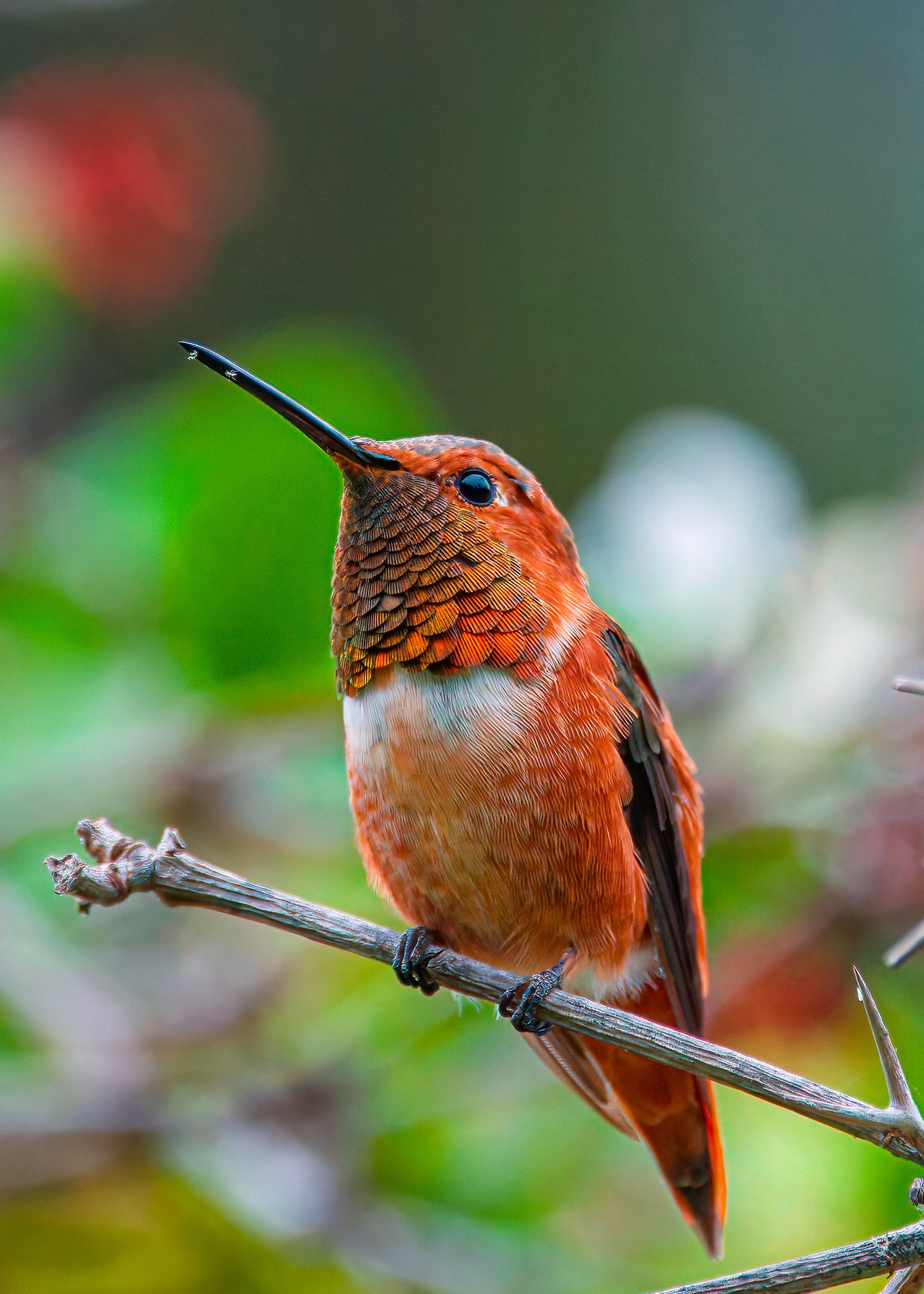 Allen’s Hummingbird perched with iridescent throat visible