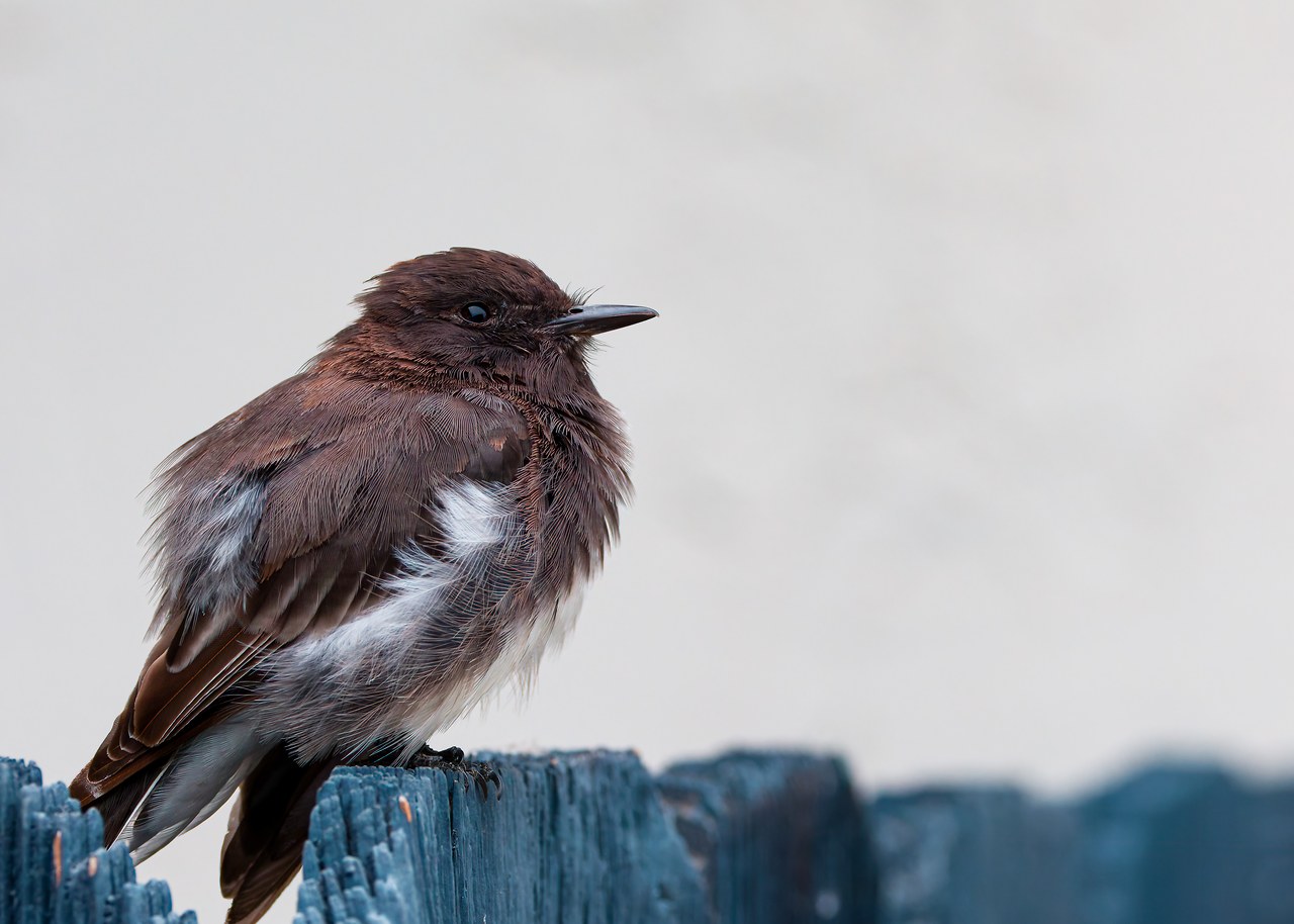 Black Phoebe perched on a weathered fence post