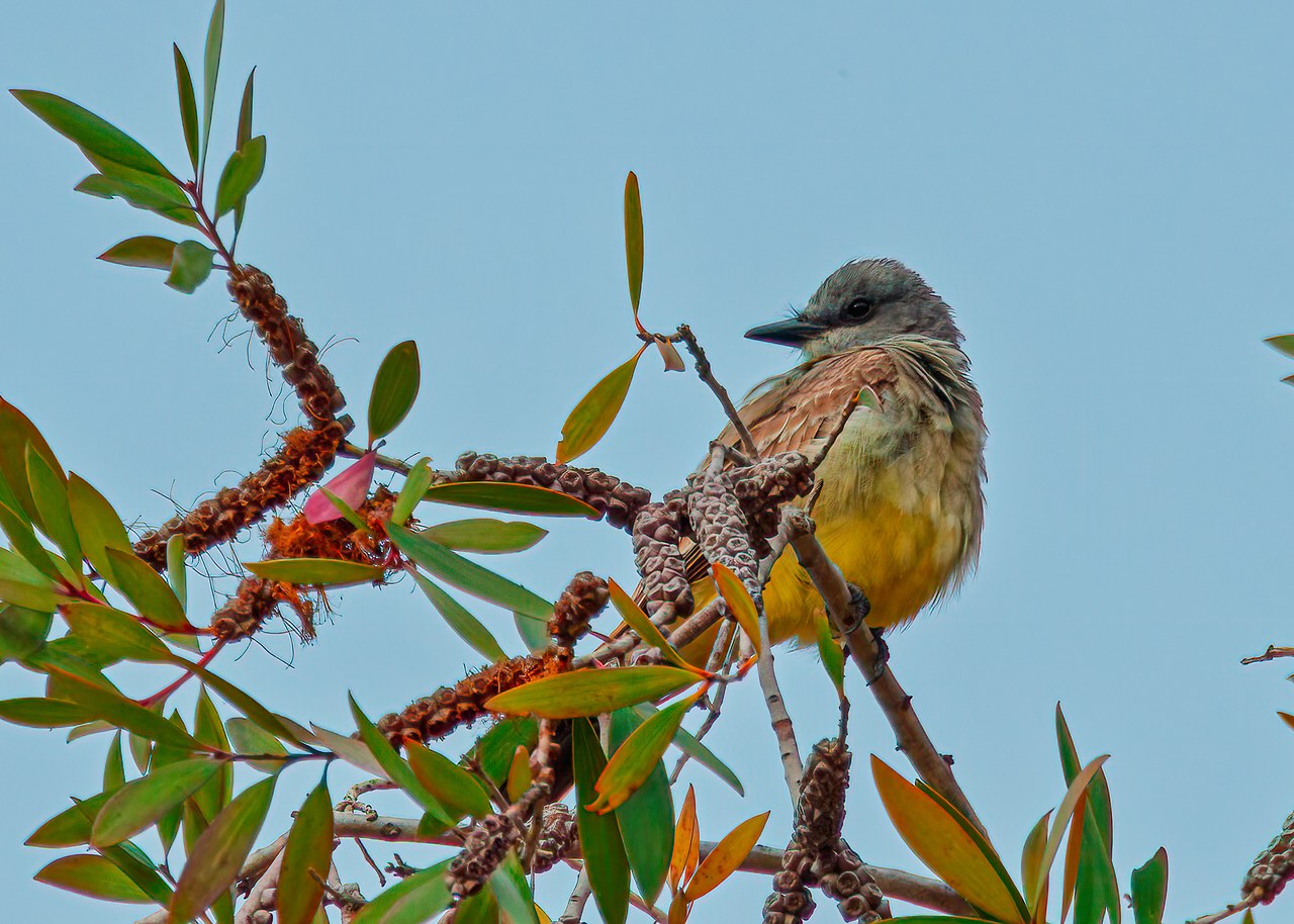 Cassin’s Kingbird perched high in a San Diego park tree