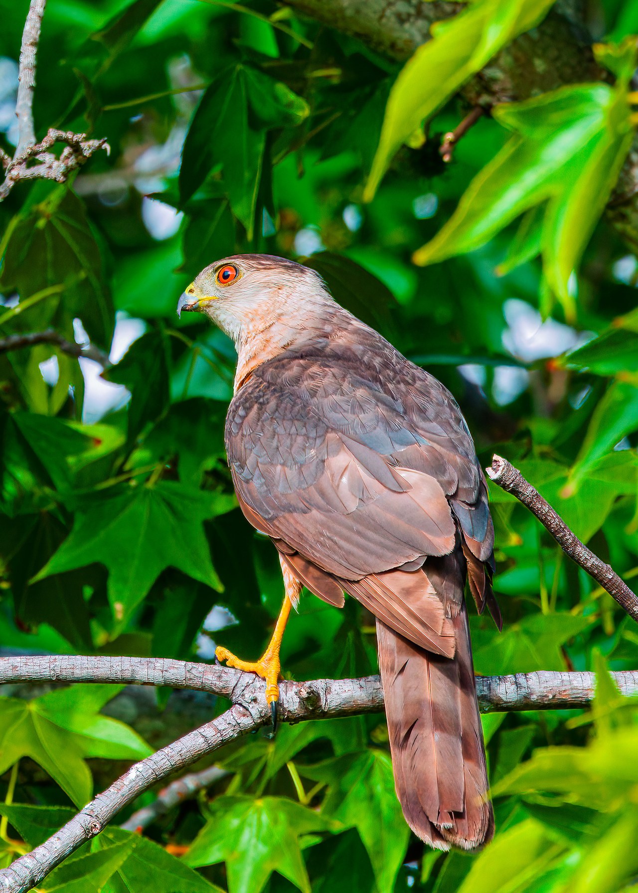Cooper’s Hawk perched near the convention center stairs in San Diego