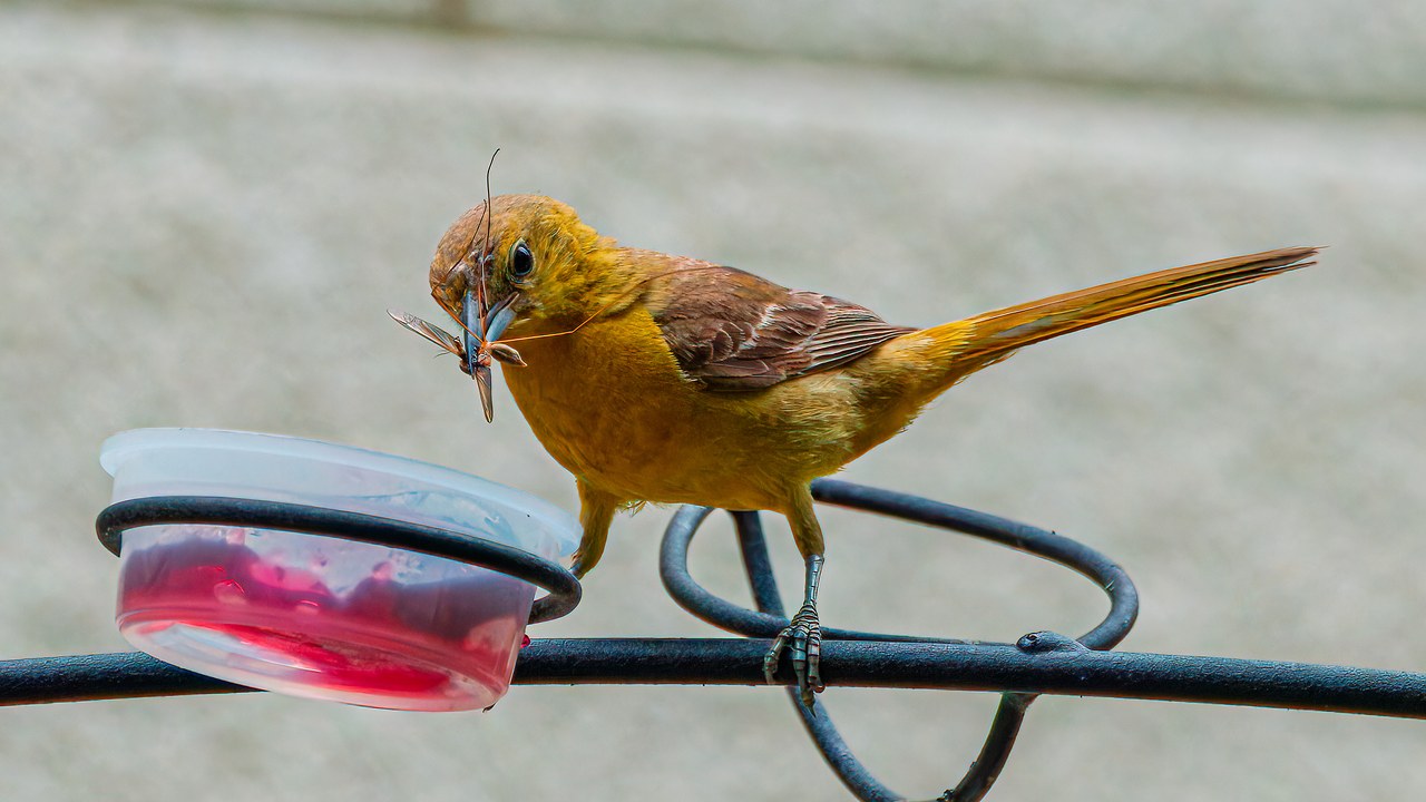 Female Hooded Oriole dipping food into jelly