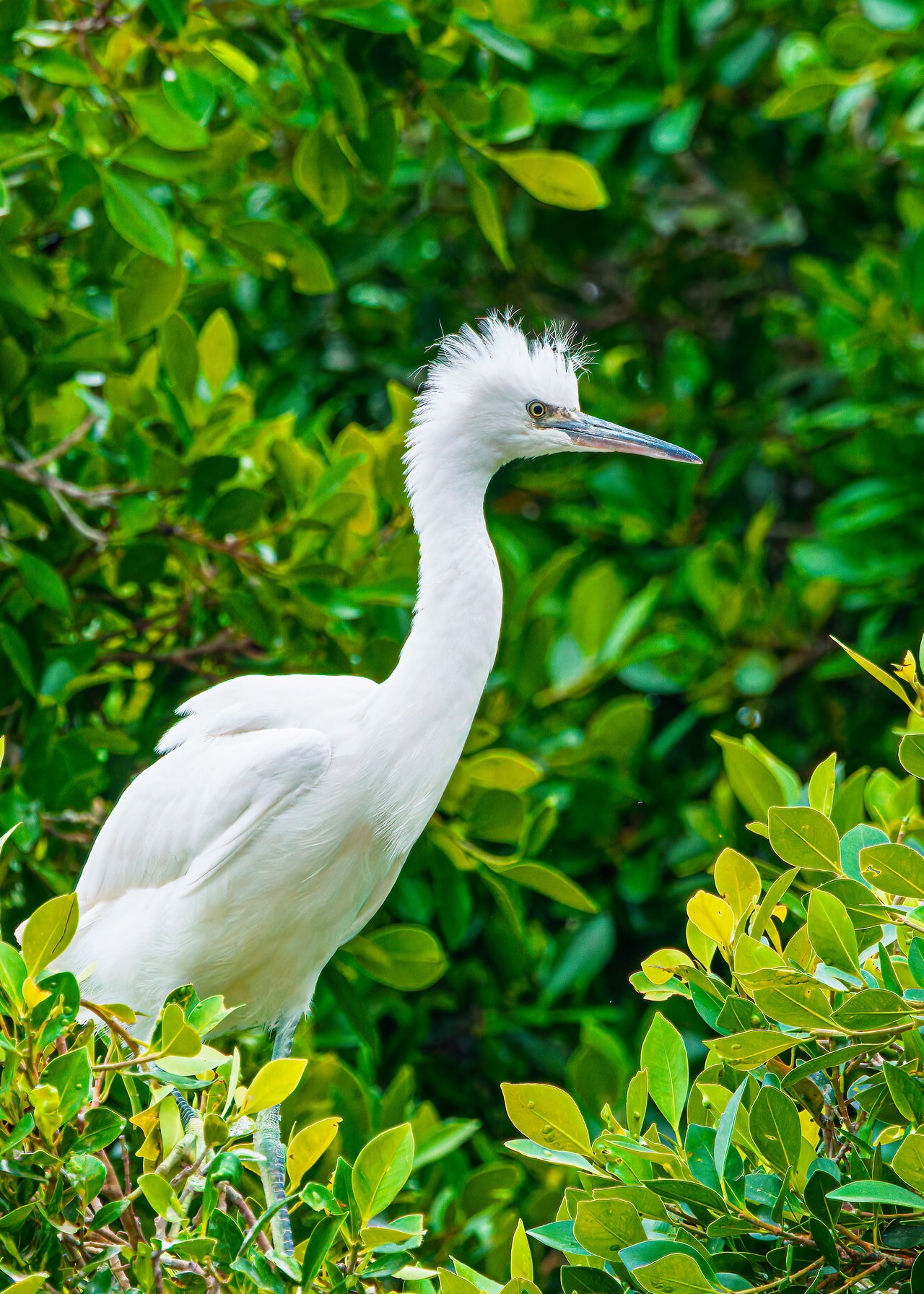 Juvenile Little Blue Heron perched near water