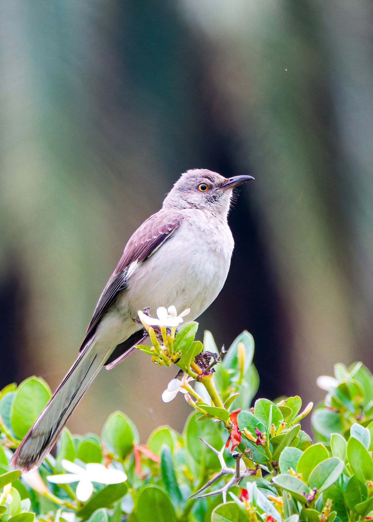 Northern Mockingbird perched among green leaves in San Diego
