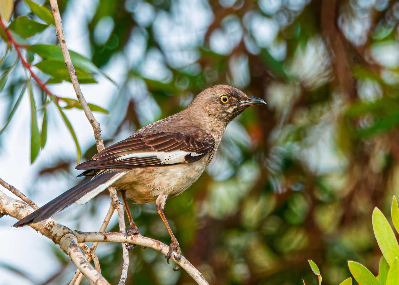 Northern Mockingbird perched in leafy branches in downtown San Diego