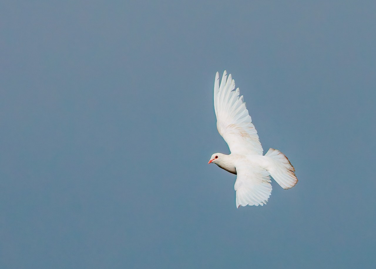 Rock Pigeon flying over the marina in San Diego
