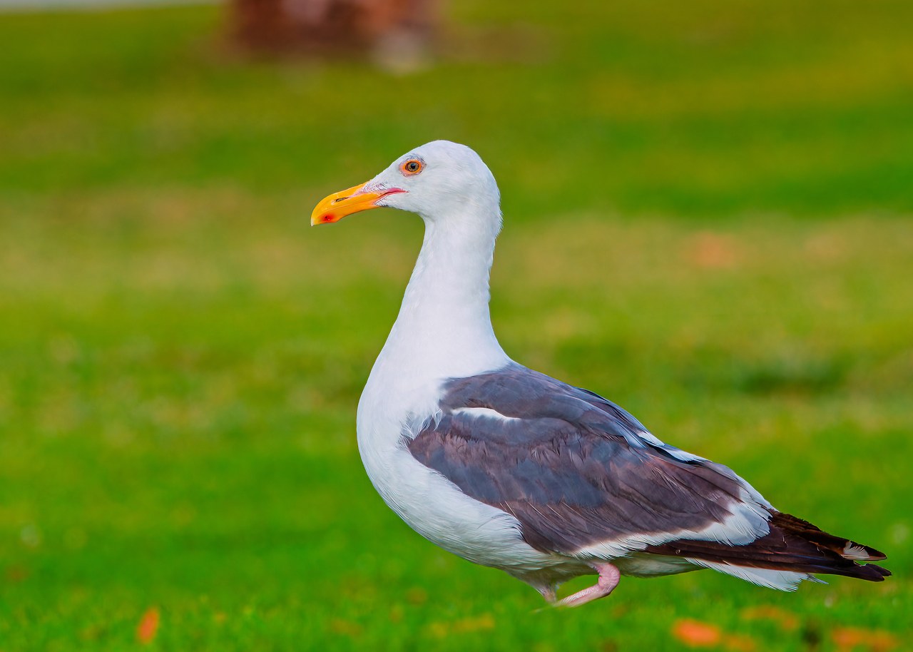 Western Gull standing on grass in San Diego