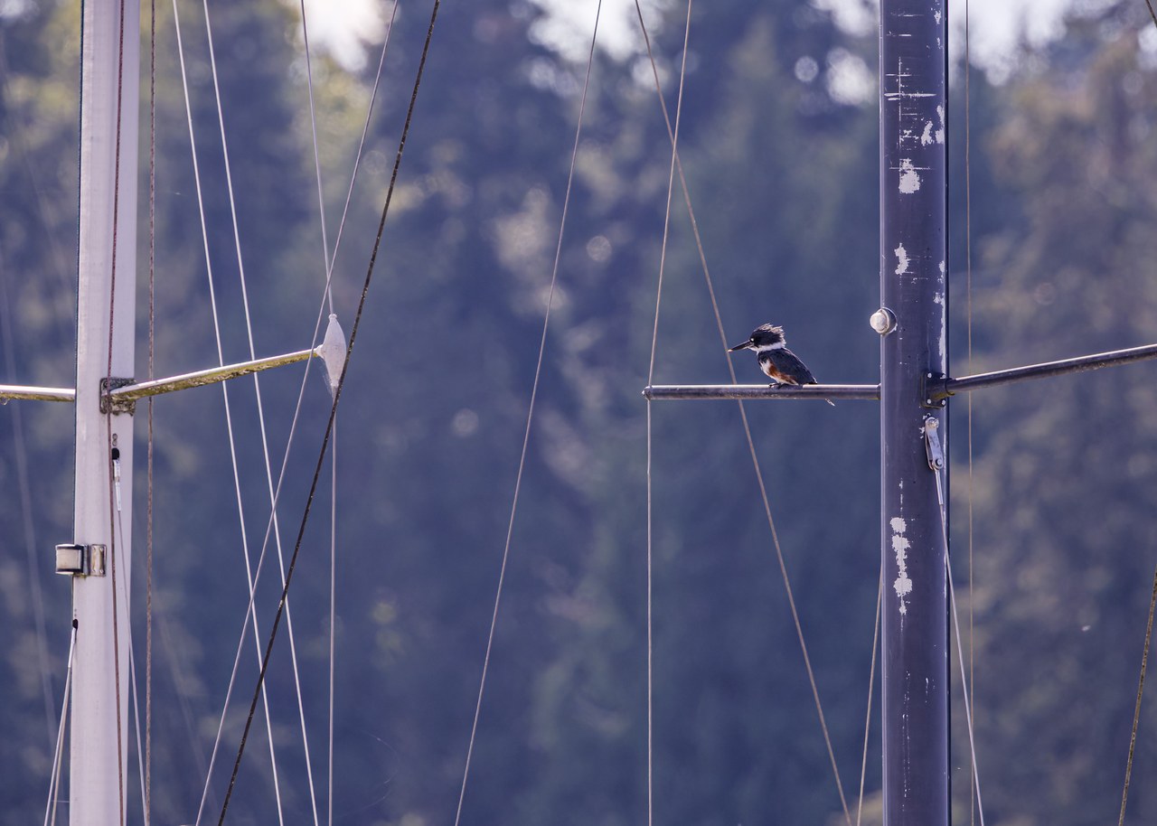 Distant Belted Kingfisher perched among sailboats at Kingston marina
