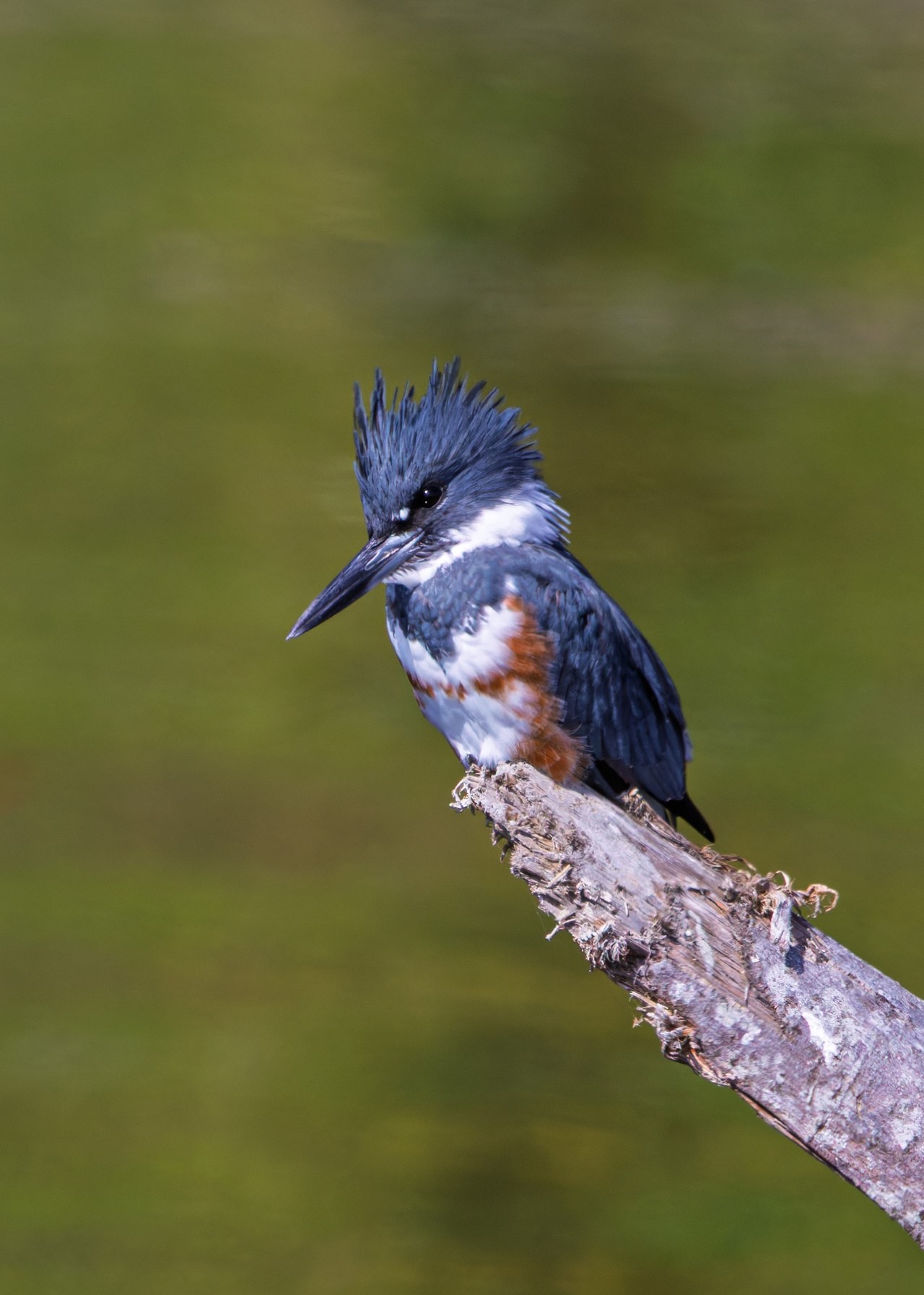 Close portrait of a female Belted Kingfisher with its crest raised in Kingston, Washington