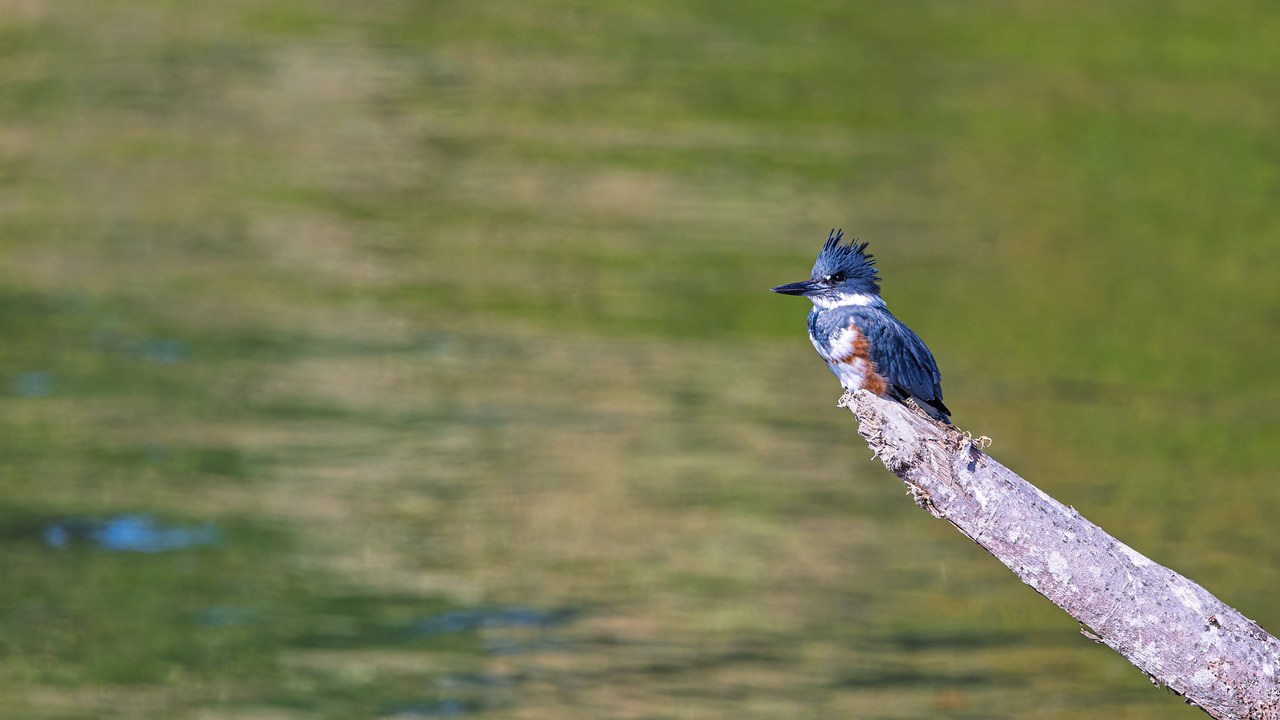 Female Belted Kingfisher perched on a branch above the water near the Kingston marina in Washington