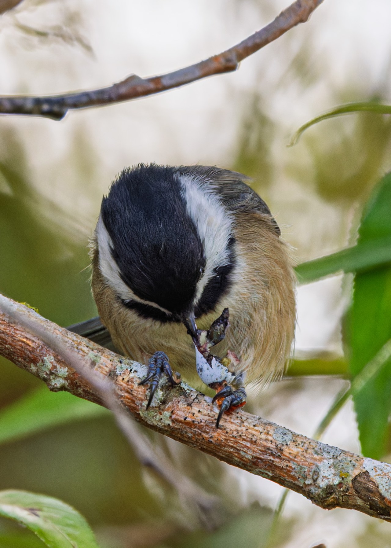 Black-capped Chickadee holding and eating a small hard-shelled food item on a branch near Puget Sound