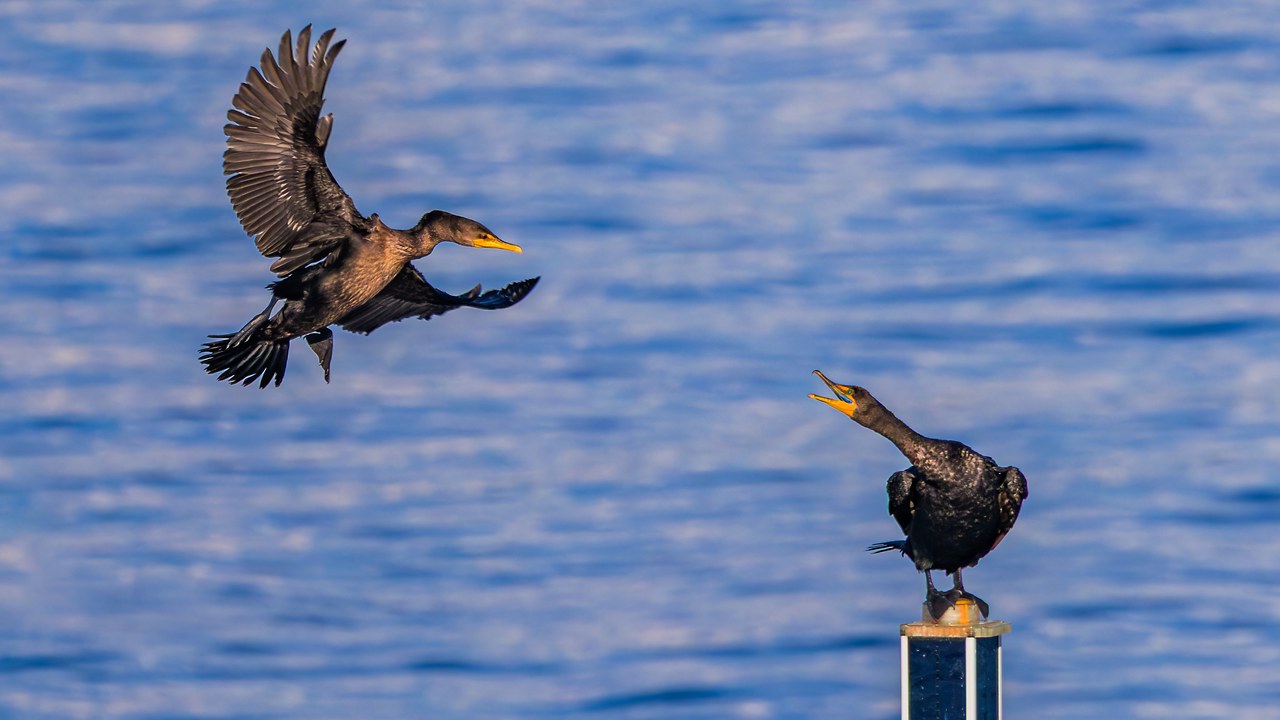 Two Double-crested Cormorants interacting over Puget Sound, one flying toward another perched with its bill open
