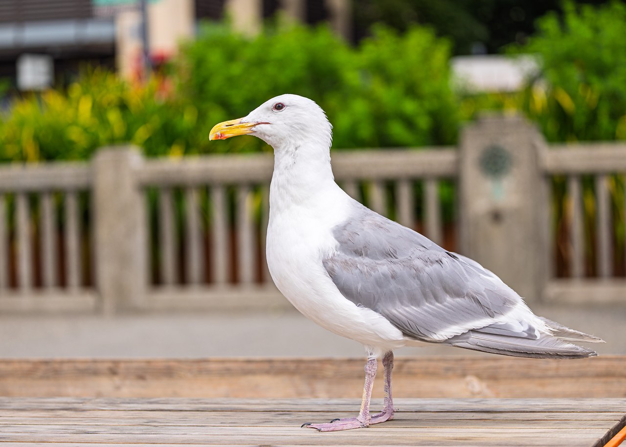 Glaucous-winged Gull standing along the Seattle waterfront, showing its pale gray mantle and wingtips