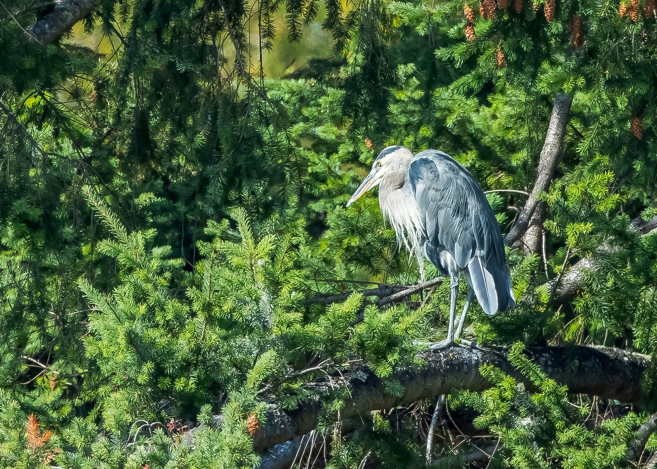 Great Blue Heron perched among dense green conifer branches in Washington