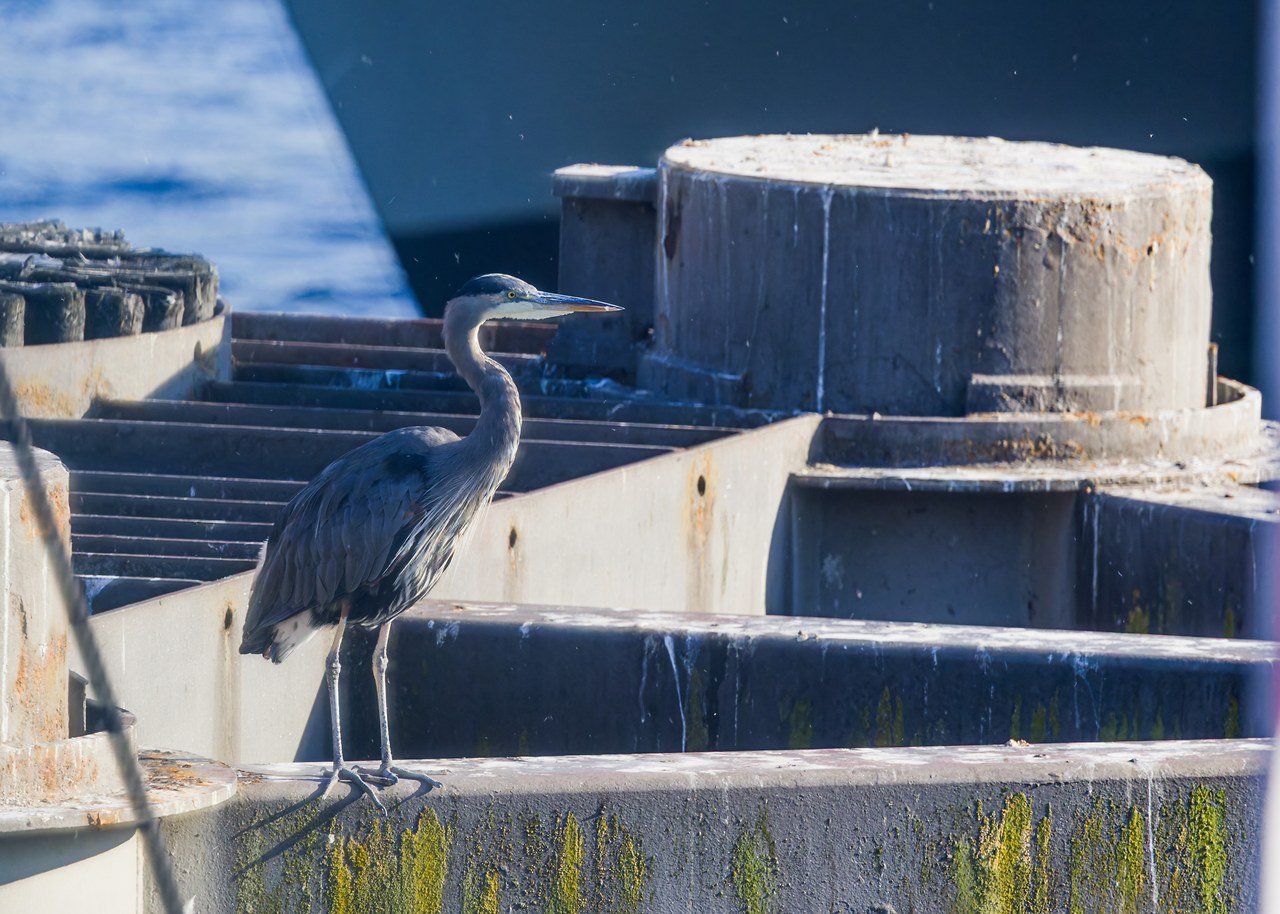 Great Blue Heron photographed near the Edmonds ferry terminal through a narrow opening between ferry windows