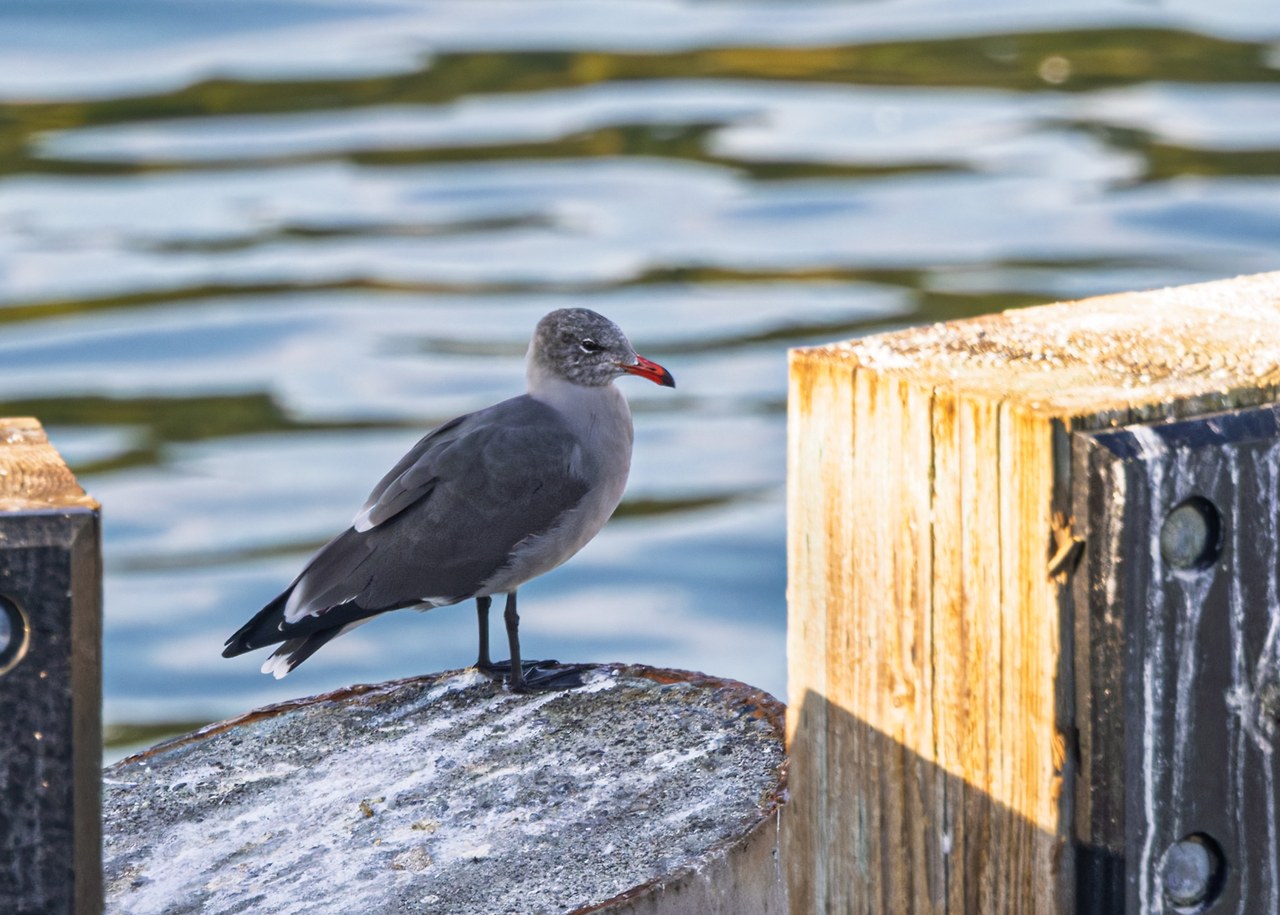Heermann's Gull at the Kingston waterfront showing a red bill and dark gray mantle