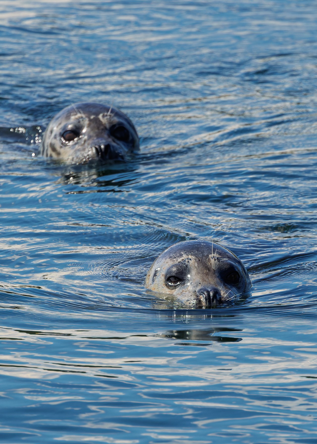 Two seals surfacing in the water near Kingston harbor in Washington