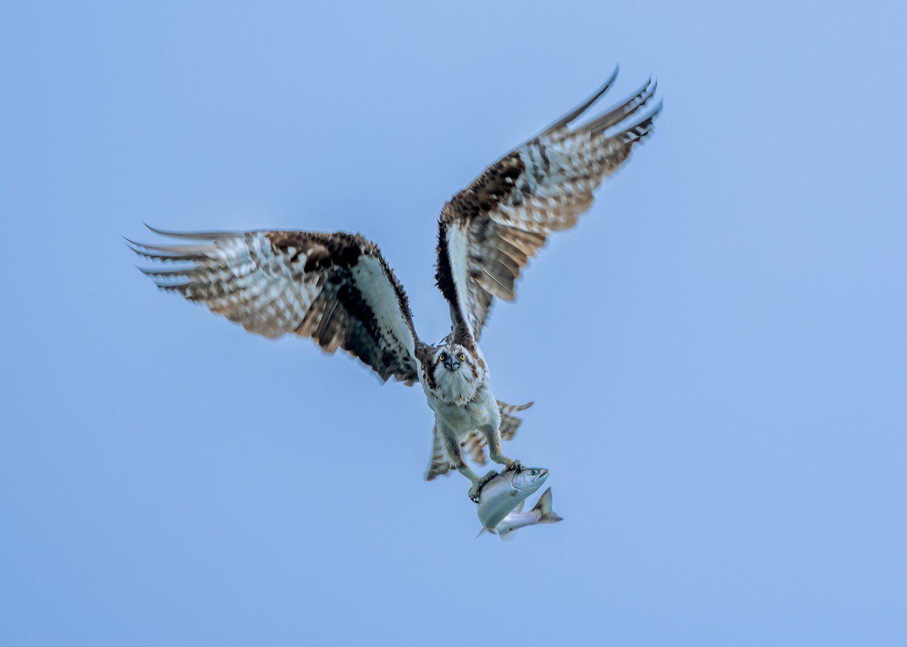 Osprey flying directly toward the camera while carrying a large fish over Puget Sound