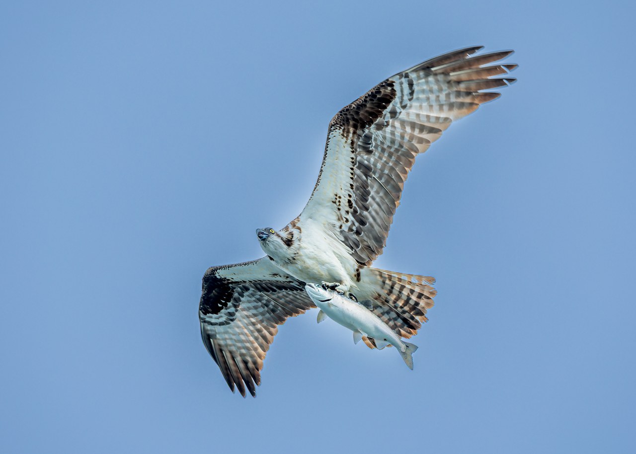 Osprey flying toward the camera with wings spread while carrying a large fish over Puget Sound