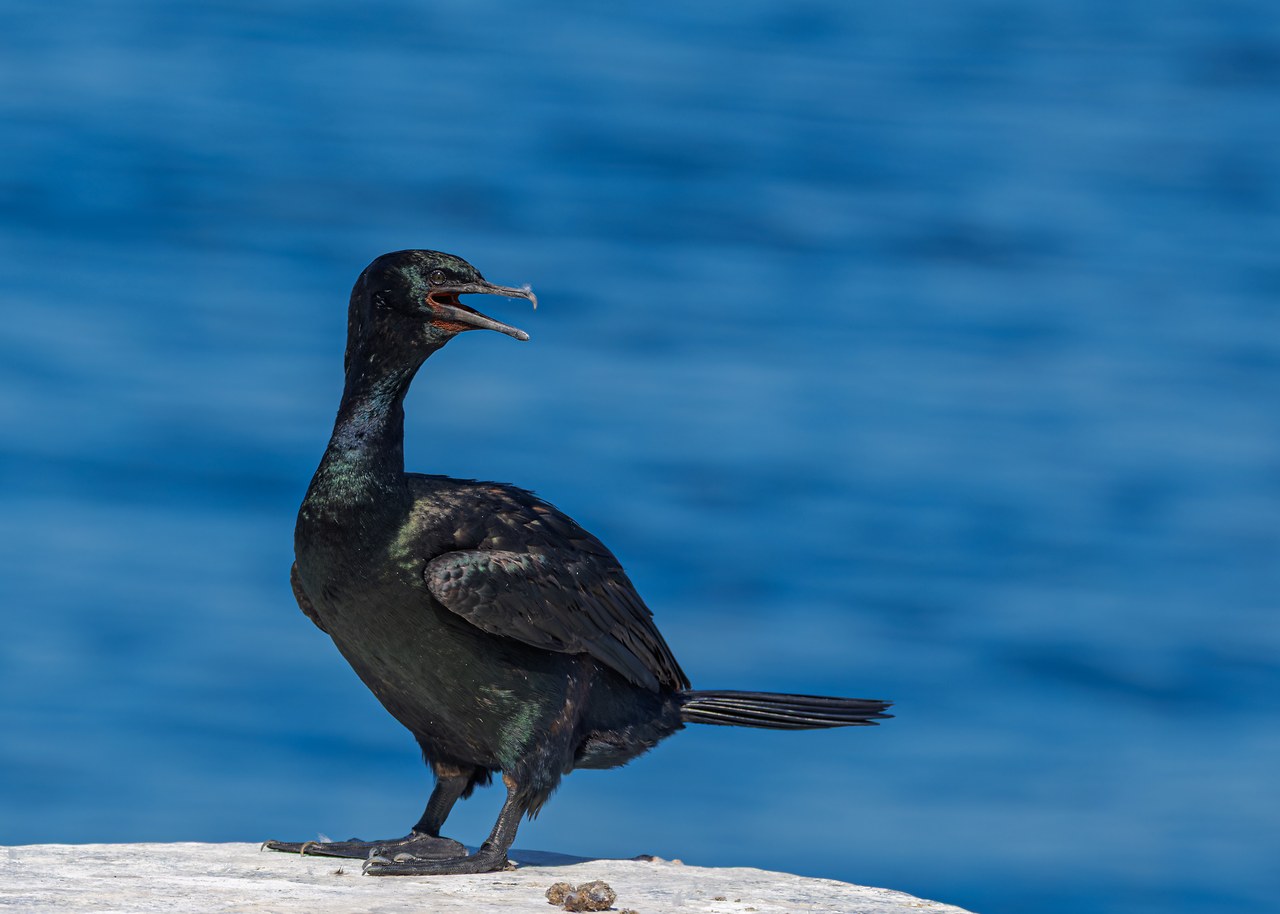 Pelagic Cormorant at the Edmonds waterfront in Washington
