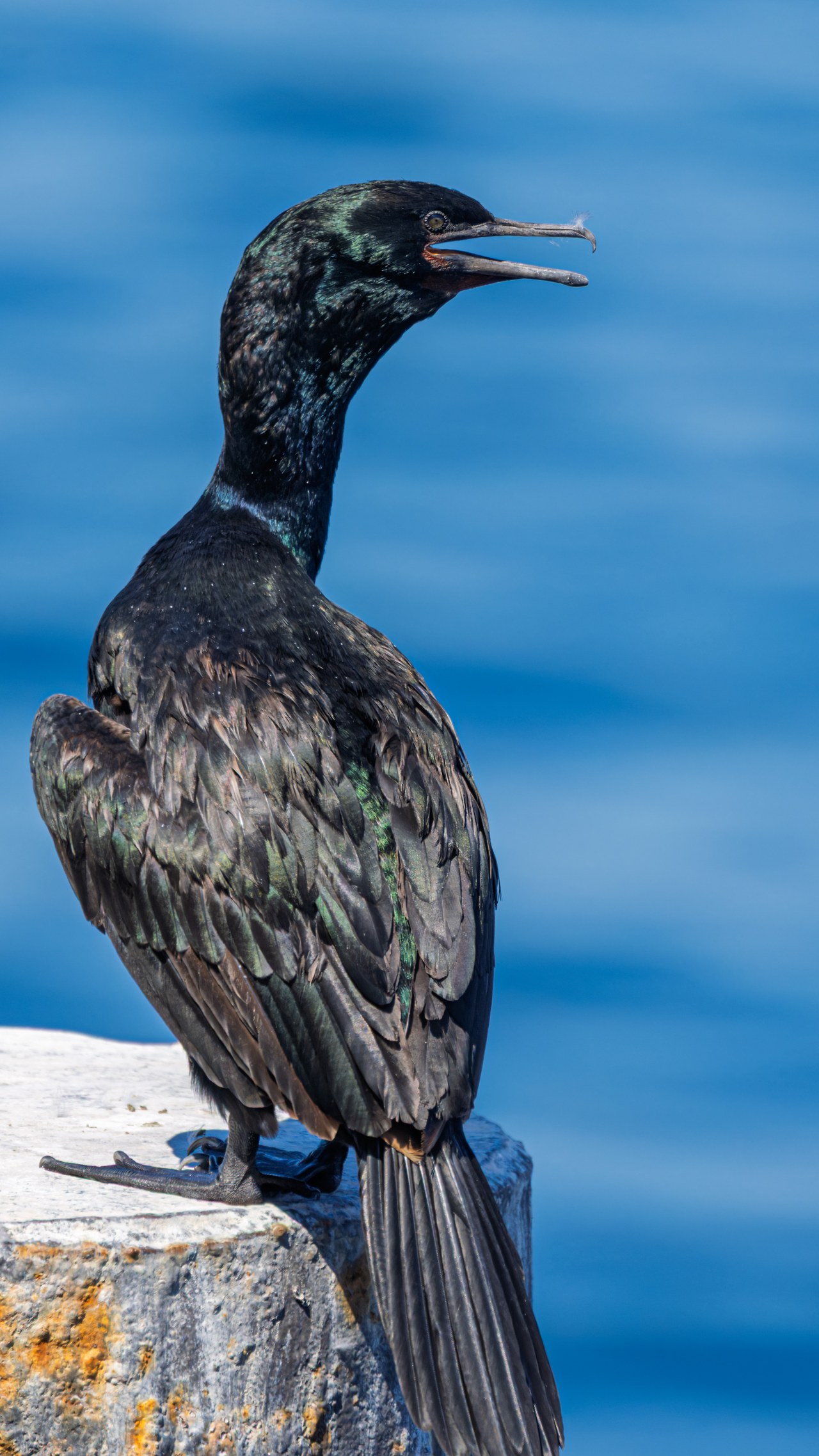 Mike photographing Pelagic Cormorants while exploring the Edmonds ferry