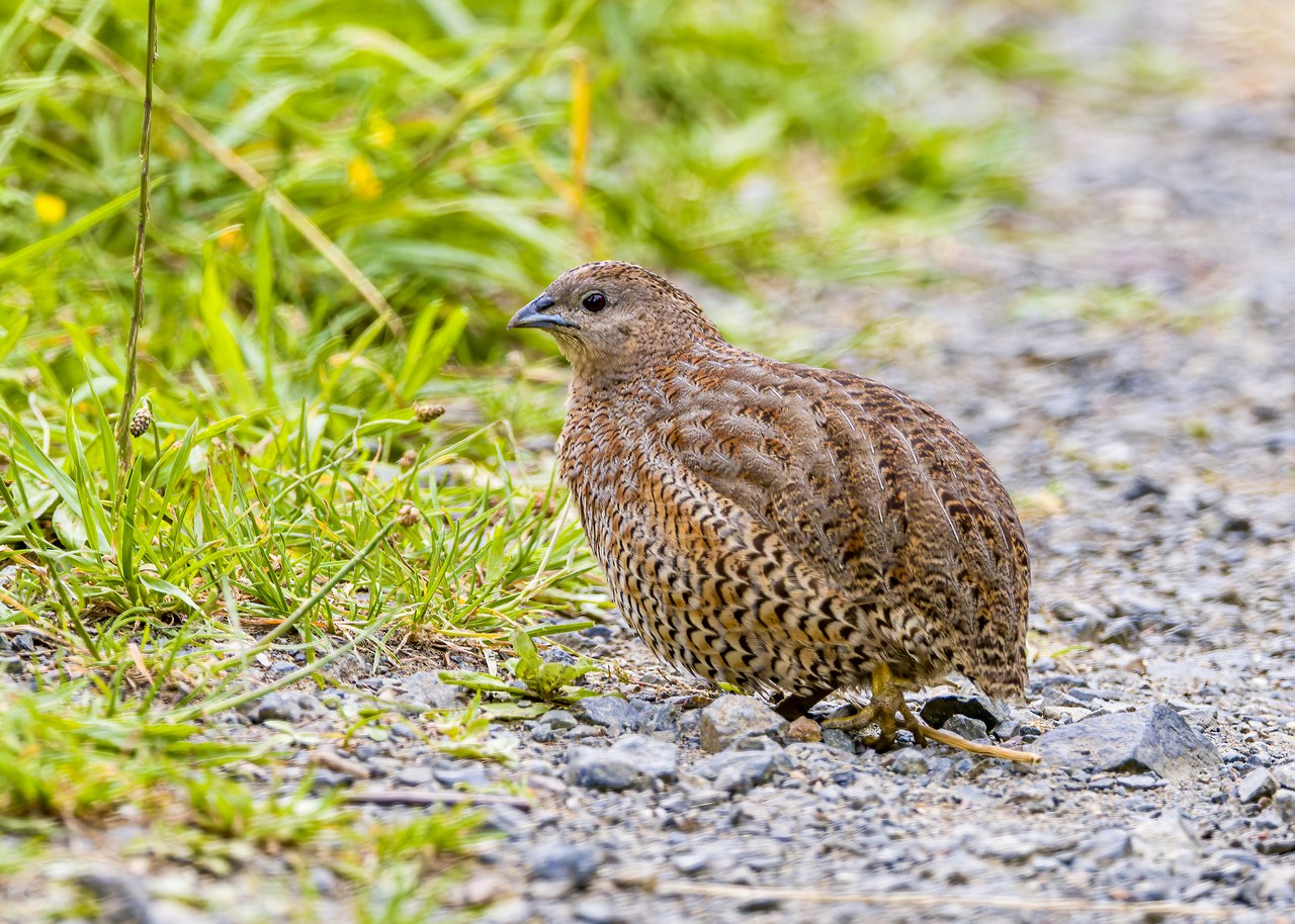 Brown Quail standing beside a gravel trail on Tiritiri Matangi Island, New Zealand.