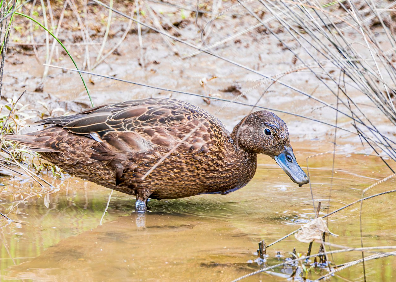 Brown Teal swimming in shallow wetland water on Tiritiri Matangi Island.