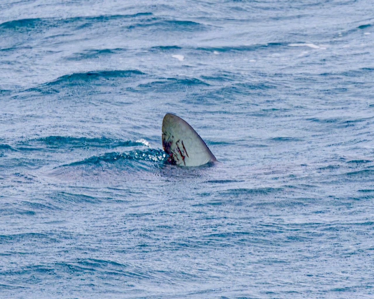 The dorsal fin of a great white shark breaking the surface of the Hauraki Gulf during the ferry ride to Tiritiri Matangi.