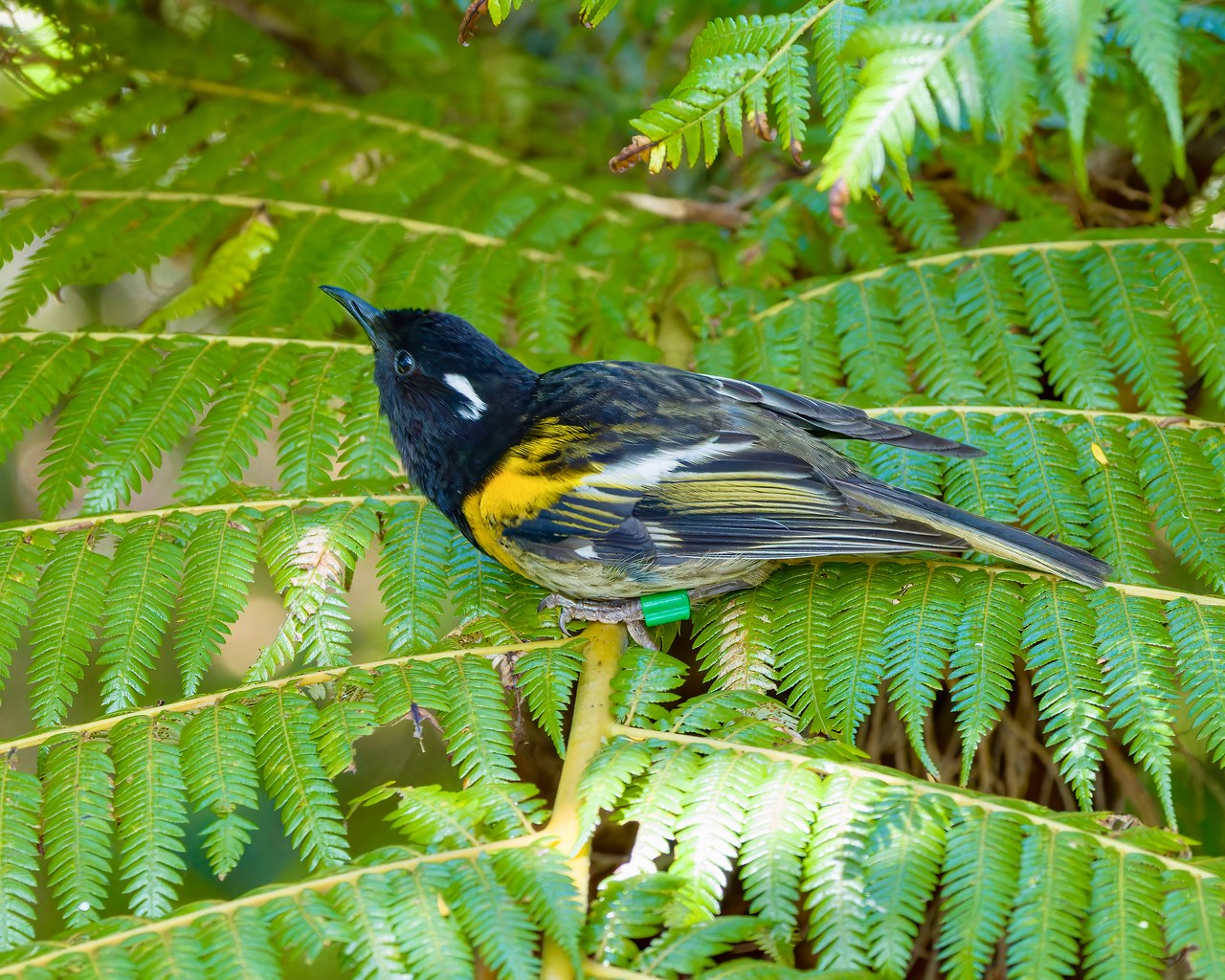 Hihi or Stitchbird perched among bright green fern fronds in native forest on Tiritiri Matangi Island.