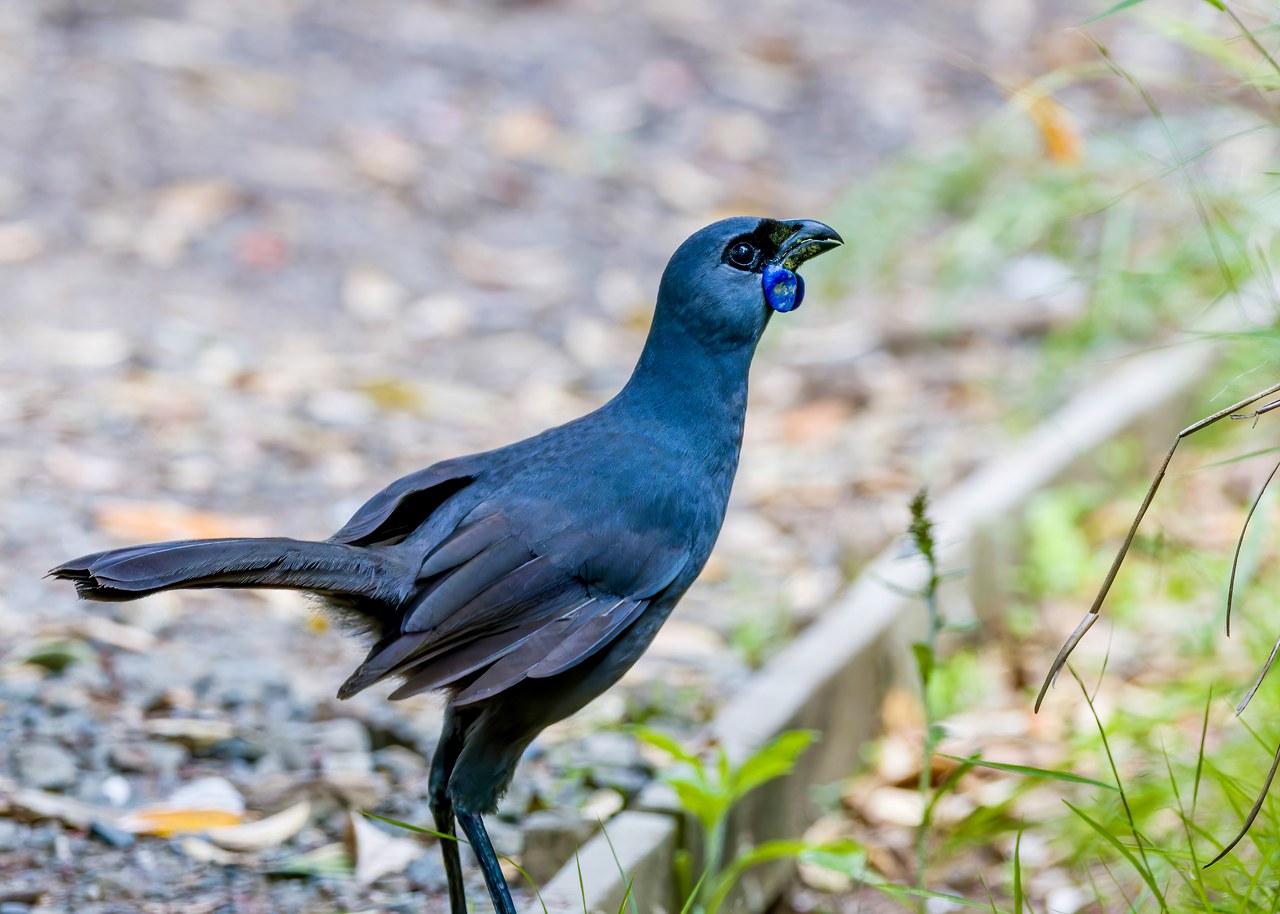 Kōkako standing on the forest floor with its blue wattles visible on Tiritiri Matangi Island.