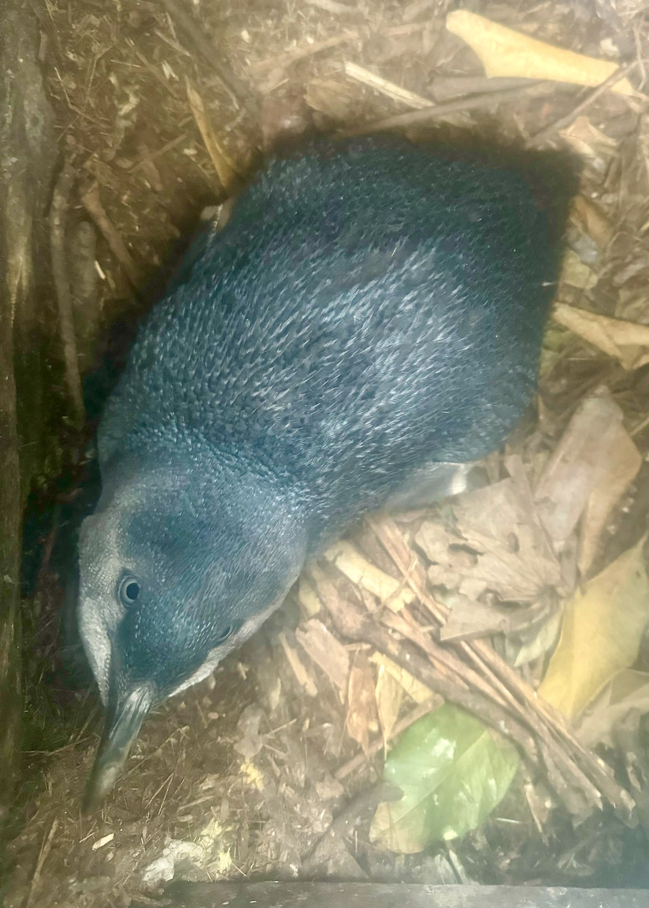 Little Blue Penguin resting inside a small viewing box on Tiritiri Matangi Island, photographed through a sun-glared window.