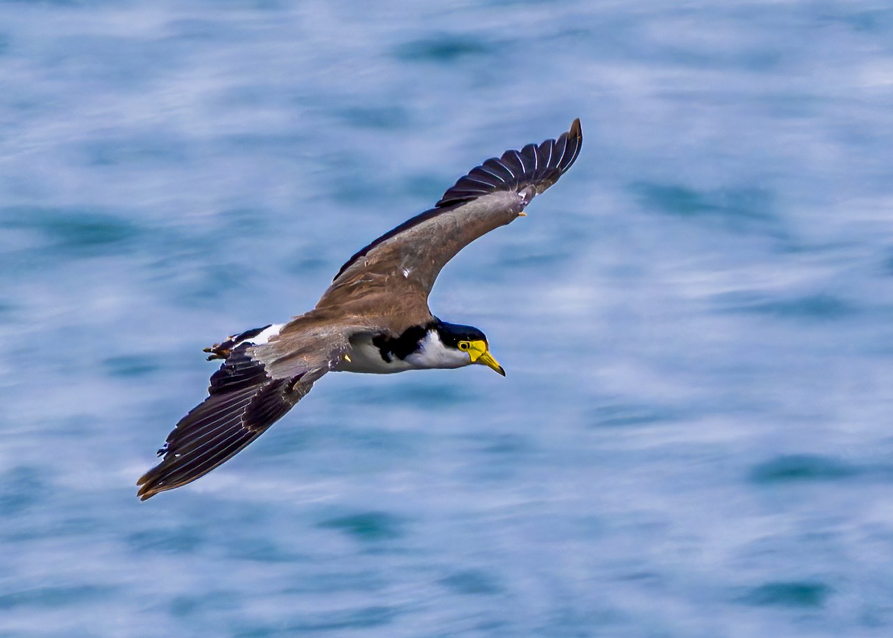 Masked Lapwing flying above the waters of the Hauraki Gulf near Tiritiri Matangi Island, New Zealand.