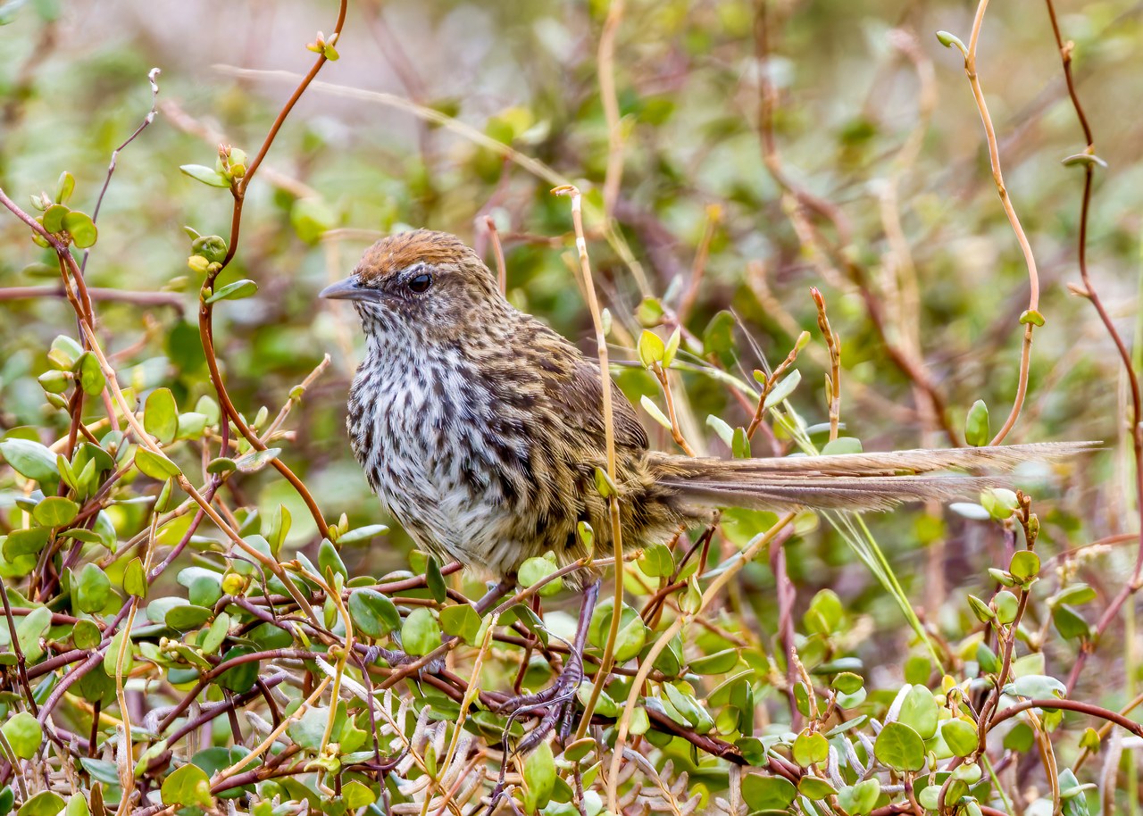New Zealand Fernbird perched among low coastal vegetation on Tiritiri Matangi Island, New Zealand.