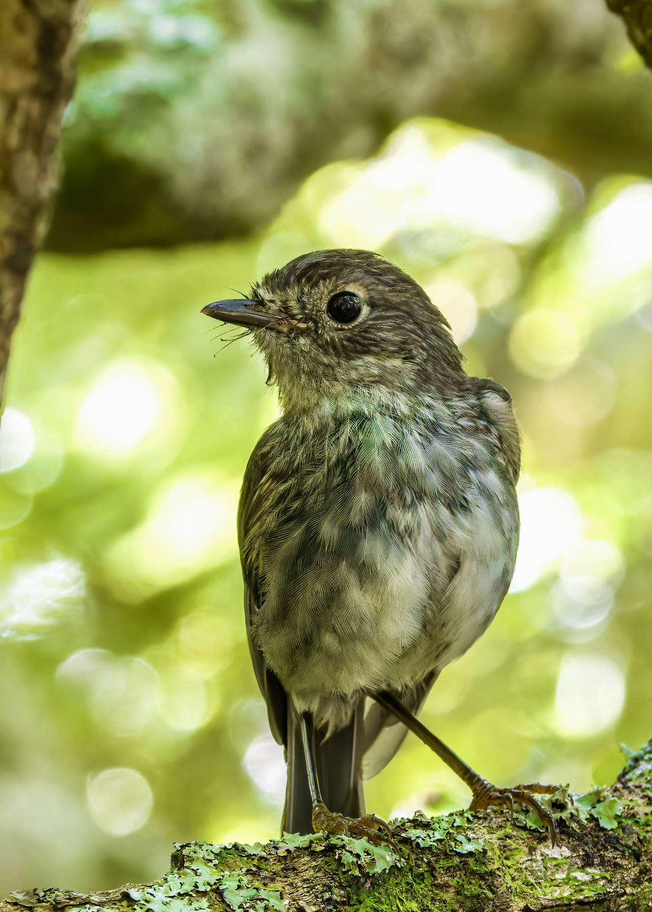 North Island Robin perched on a mossy branch in native forest on Tiritiri Matangi Island.