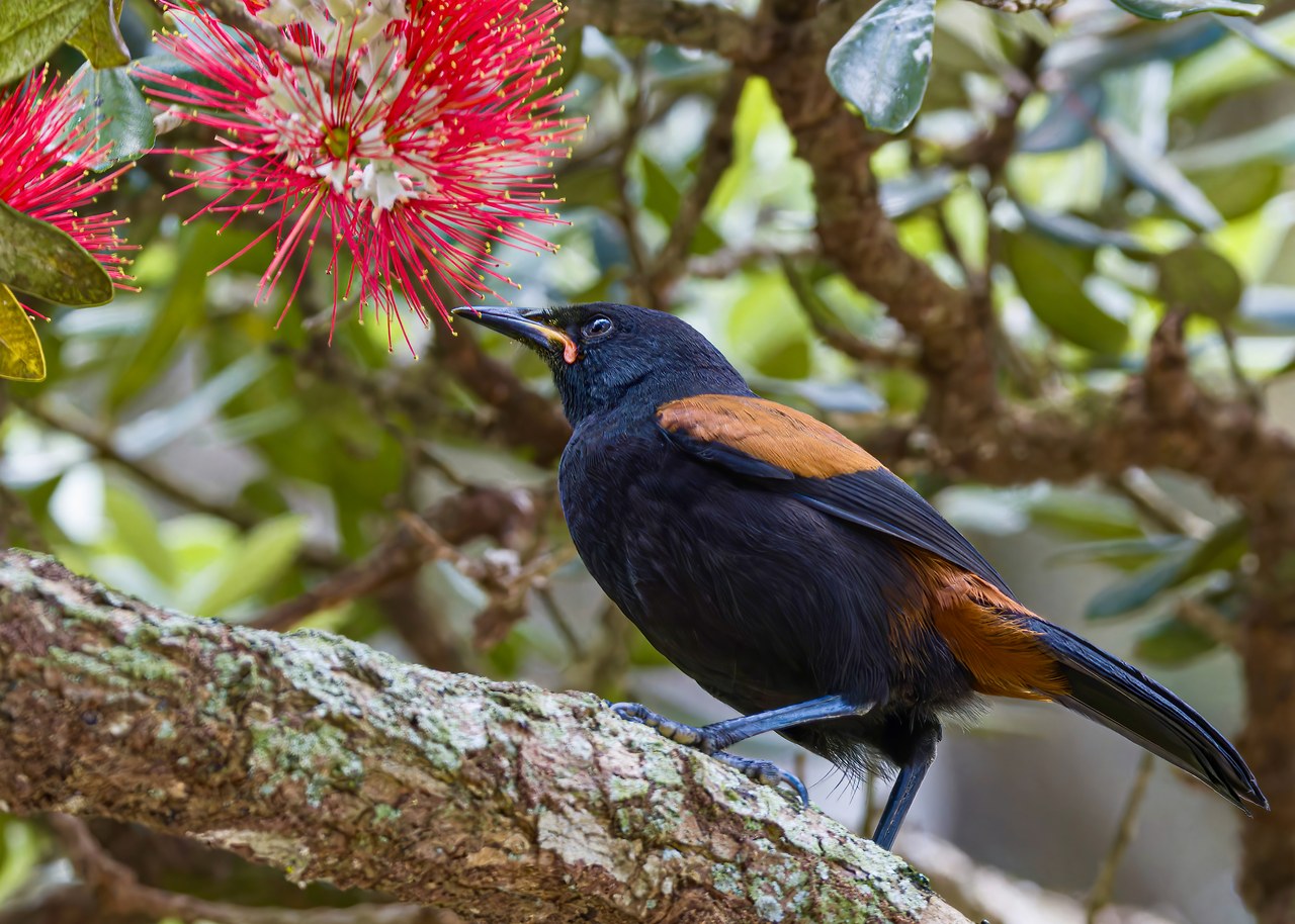 North Island Saddleback perched among coastal forest branches on Tiritiri Matangi Island.