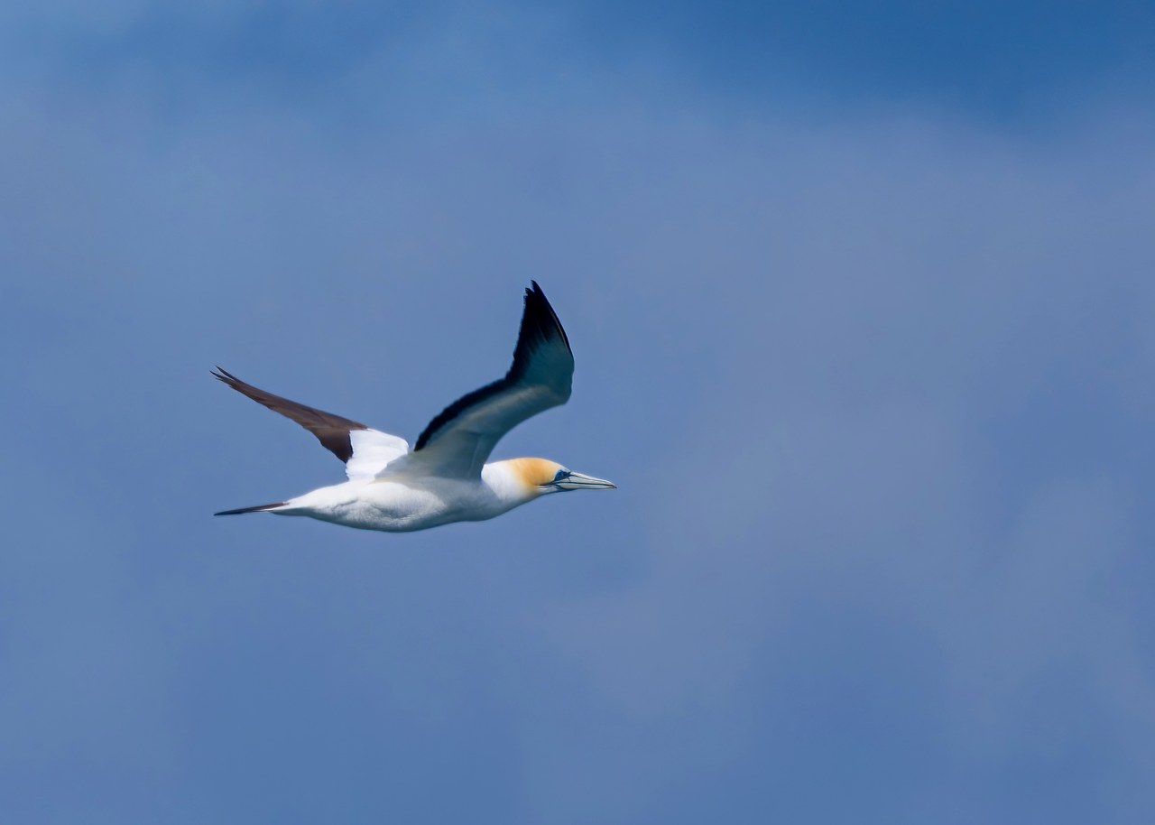 Northern Gannet flying above blue water in the Hauraki Gulf near Auckland, New Zealand.