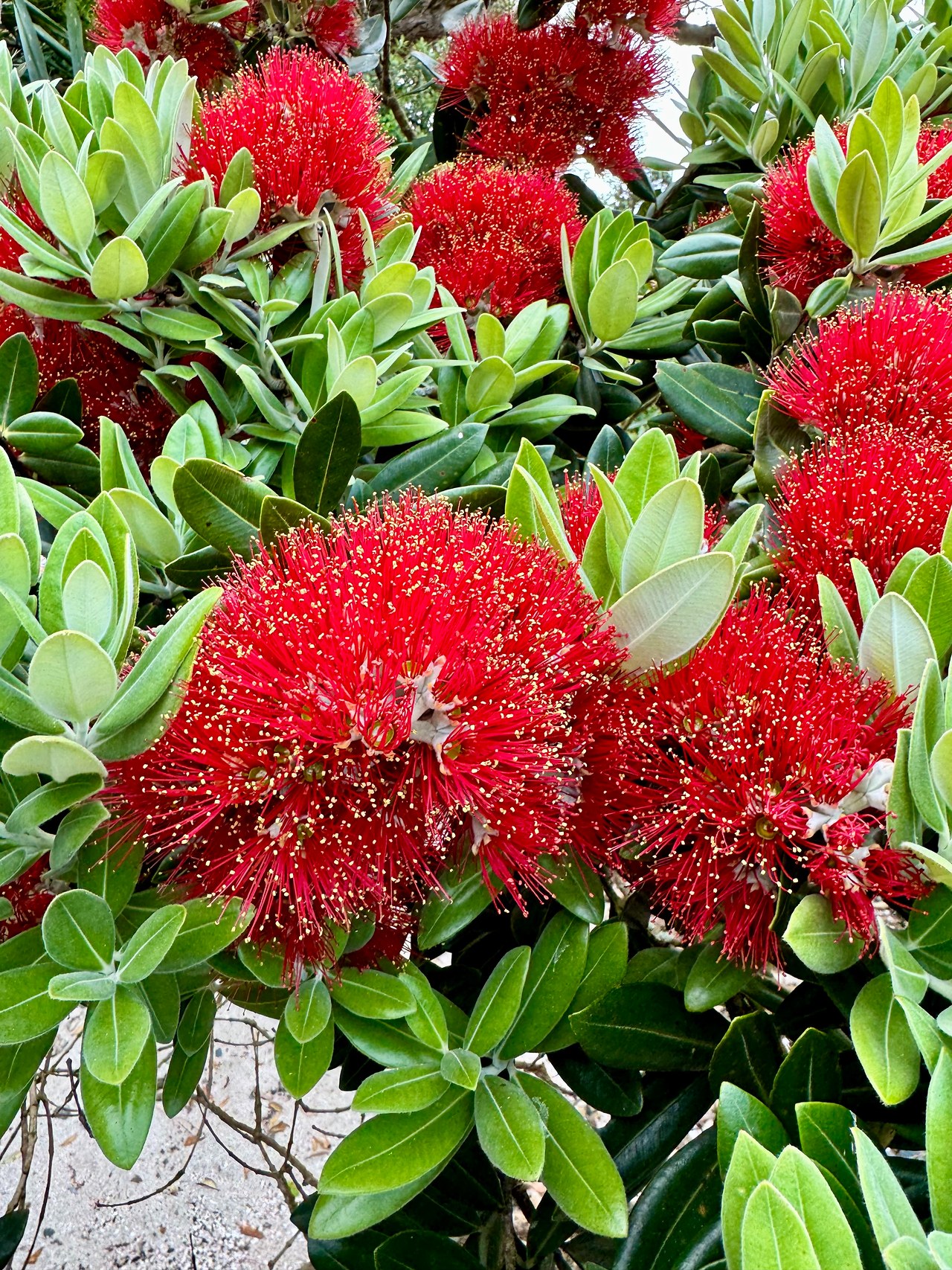 Bright red Pōhutukawa flowers blooming beside coastal vegetation on Tiritiri Matangi Island in December.