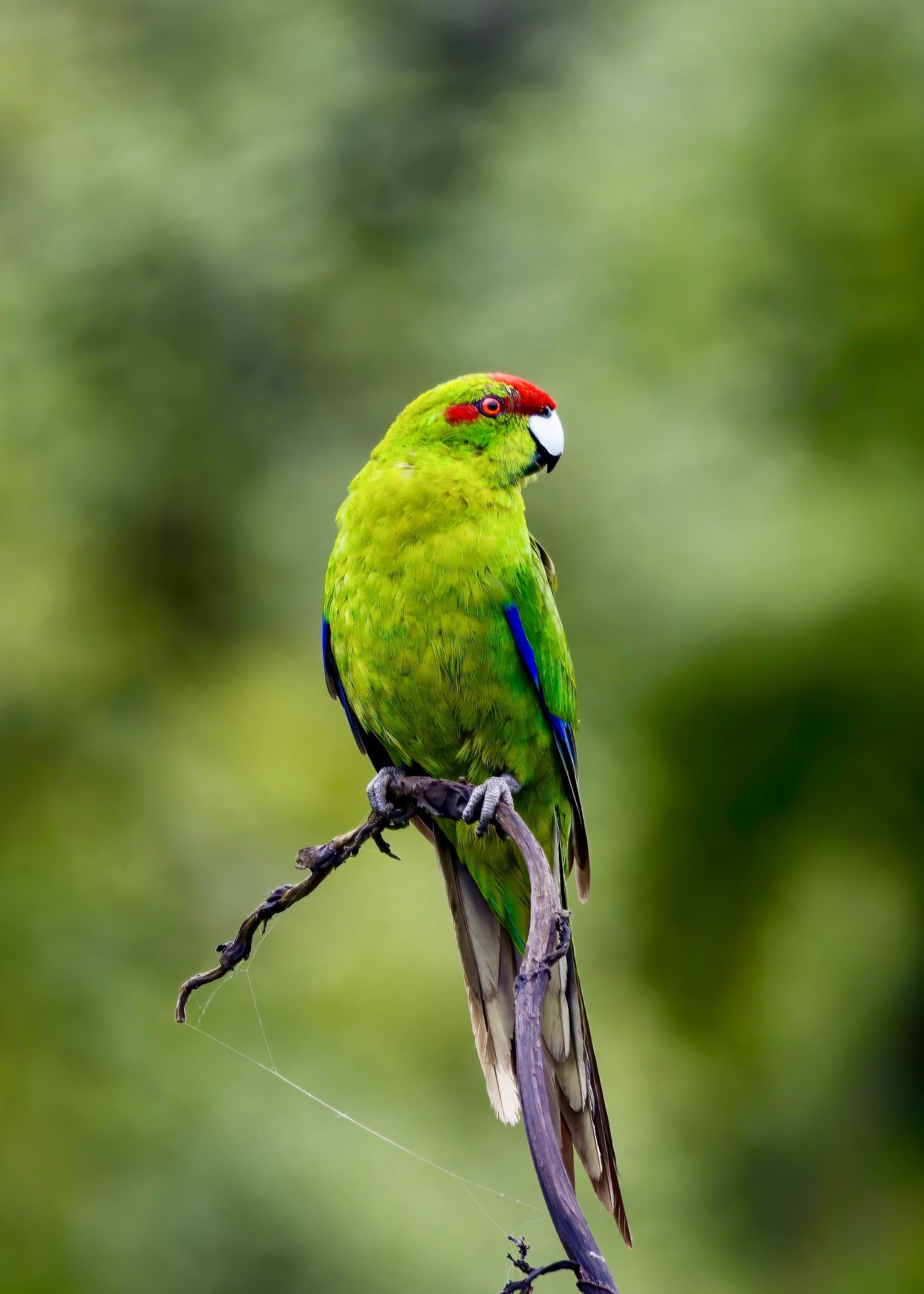 Kākāriki or Red-crowned Parakeet perched briefly on a branch in open light near the Tiritiri Matangi wharf.