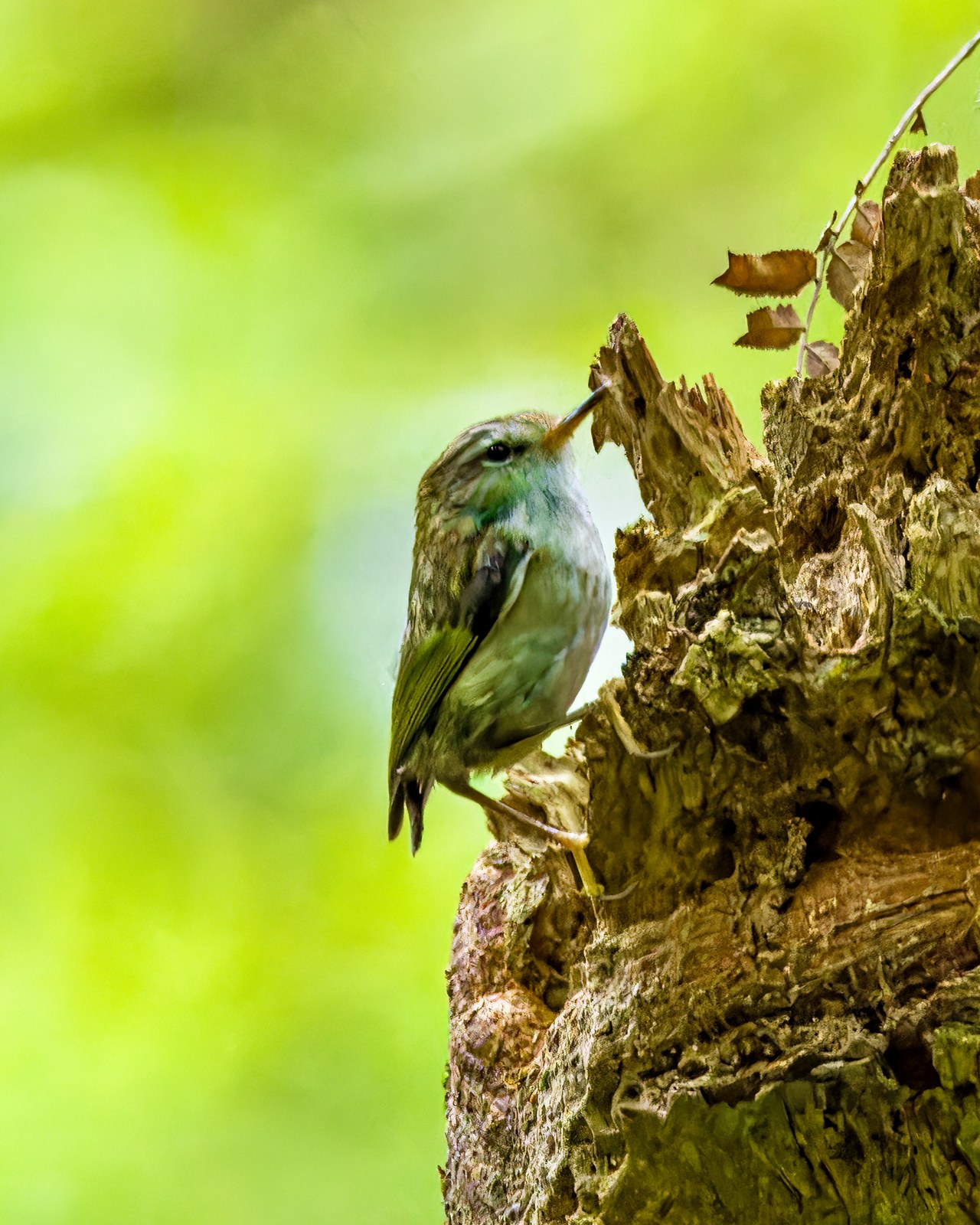 Rifleman clinging to the bark of a weathered tree trunk on Tiritiri Matangi Island, New Zealand.