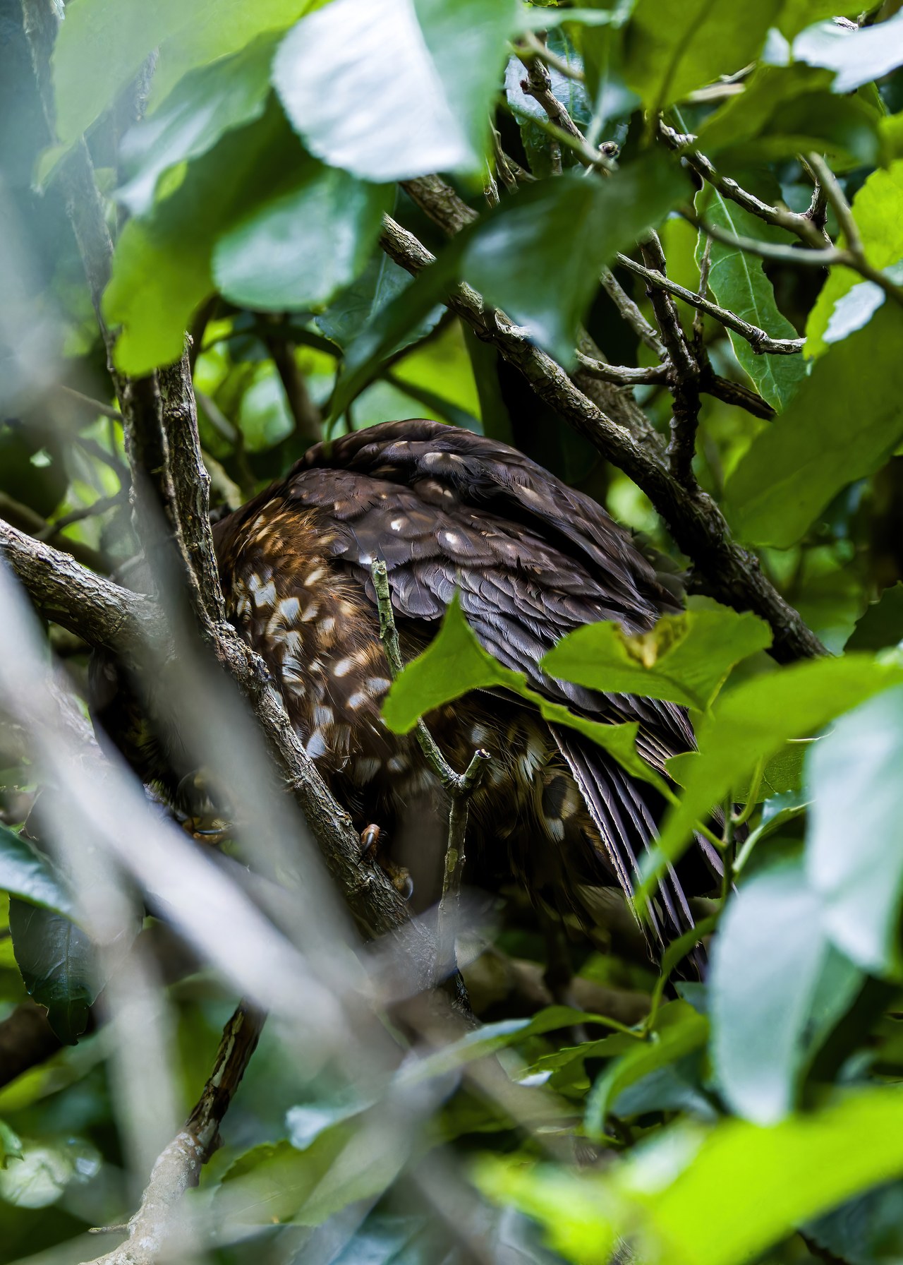 Ruru or Morepork almost completely hidden deep in dense green foliage on Tiritiri Matangi Island, visible only from one narrow angle.