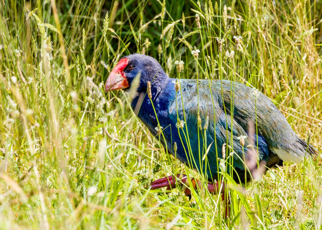 Takahē standing close among tall sunlit grass on Tiritiri Matangi Island, showing its deep blue body and massive red bill.
