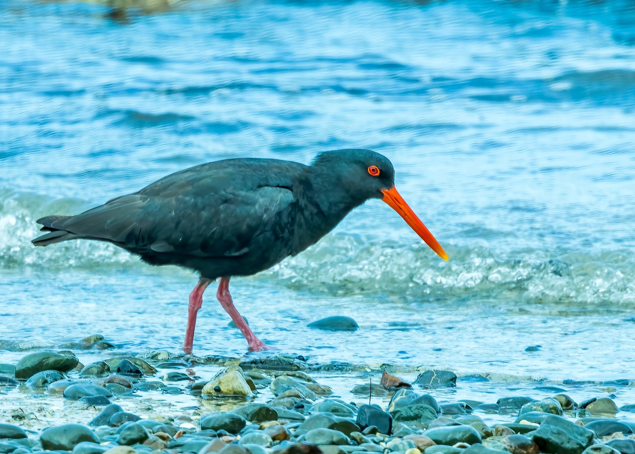 Variable Oystercatcher walking along the rocky shoreline of Tiritiri Matangi Island.