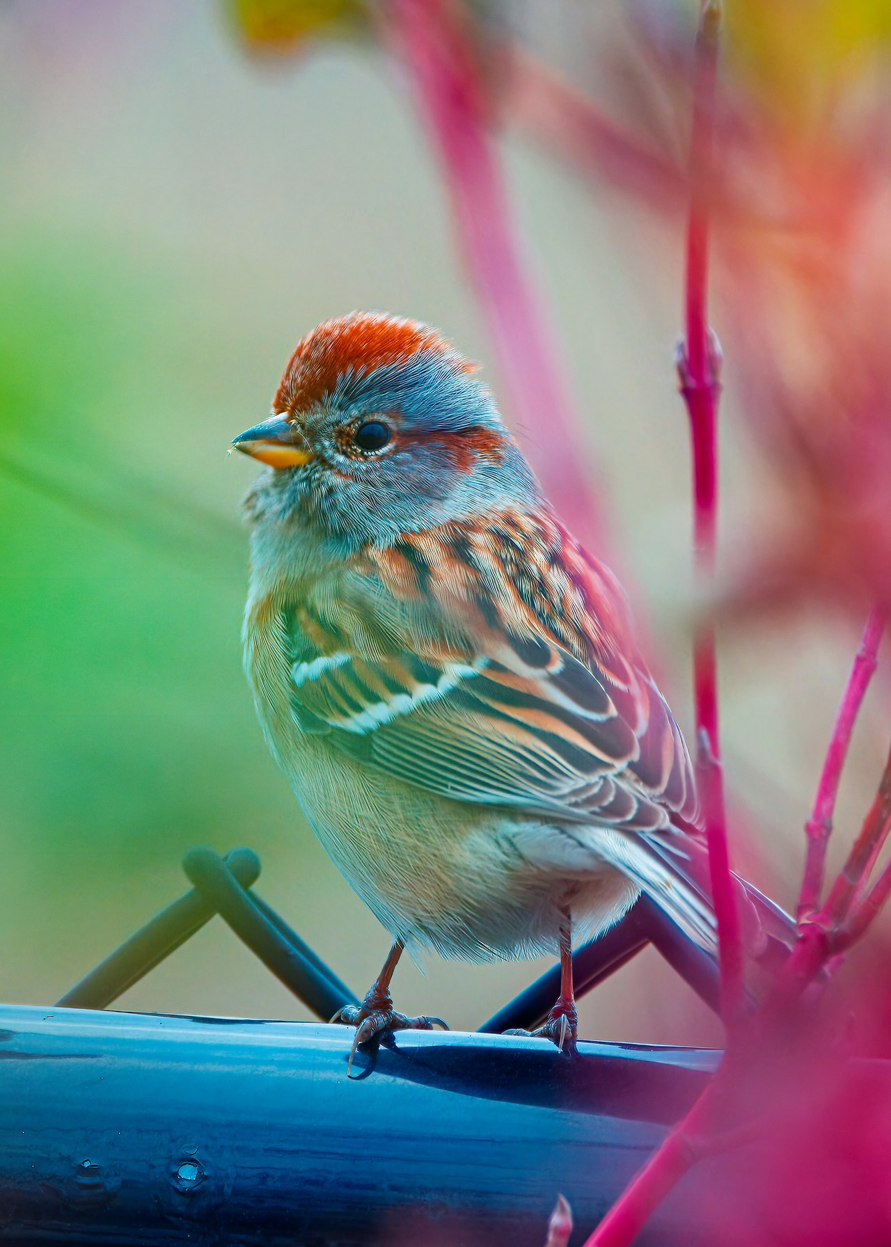 American Tree Sparrow on a railing