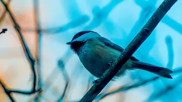 Black-capped Chickadee on a branch