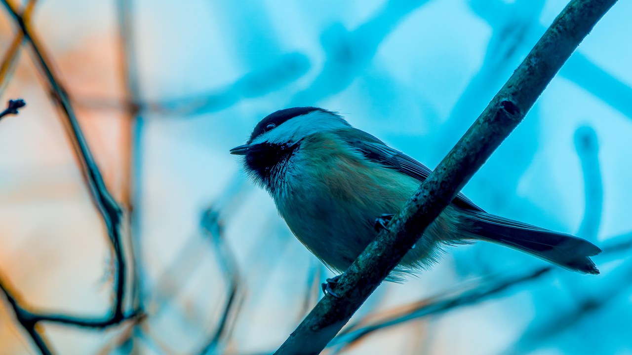 Black-capped Chickadee on a branch